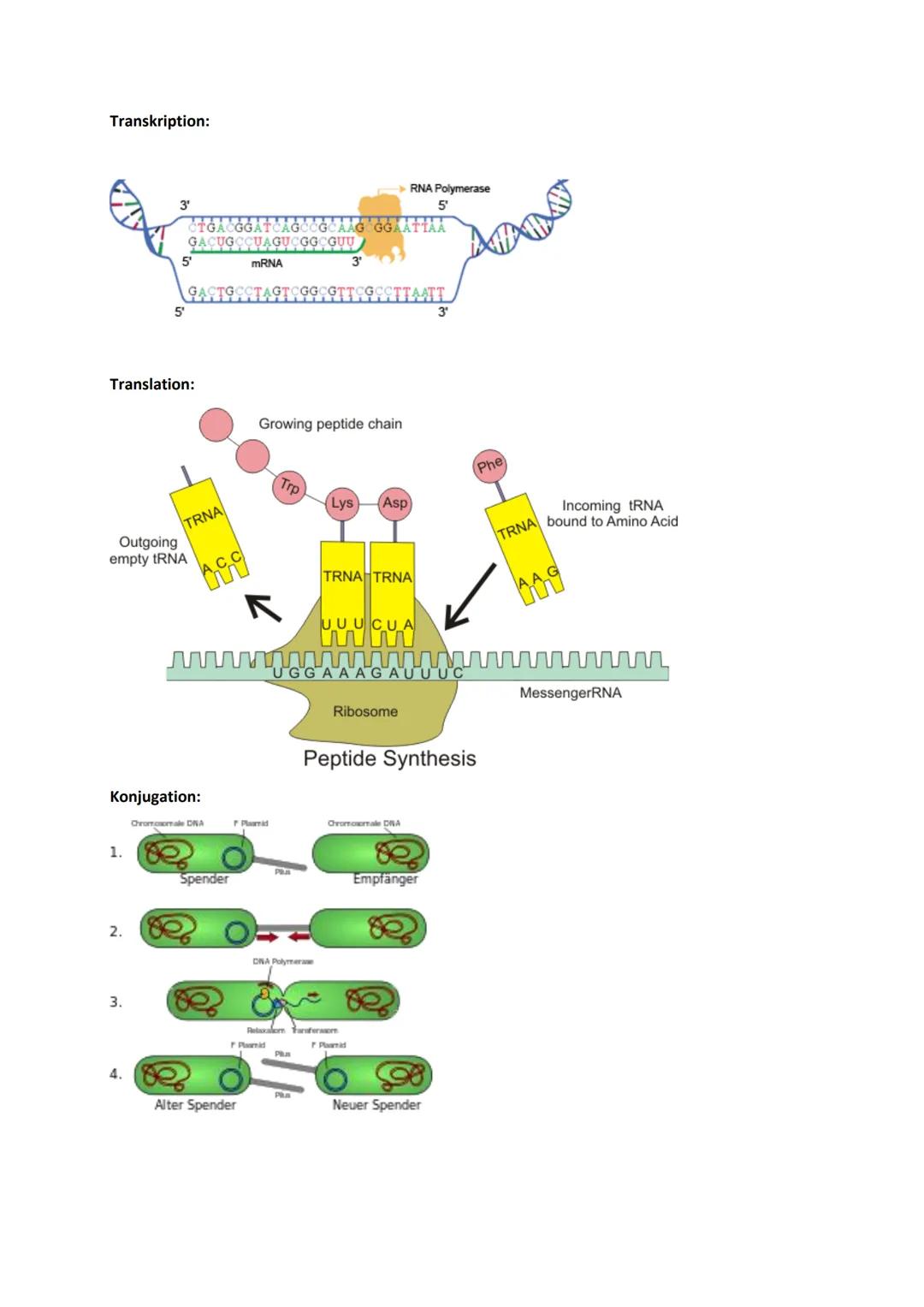 # Genetik

Begriffe Genetik:

Allel

Autosomen

Bakteriophagen

Codieren für etw.

Crossing-over

denaturieren

Dihybrider Erbgang

diploid
