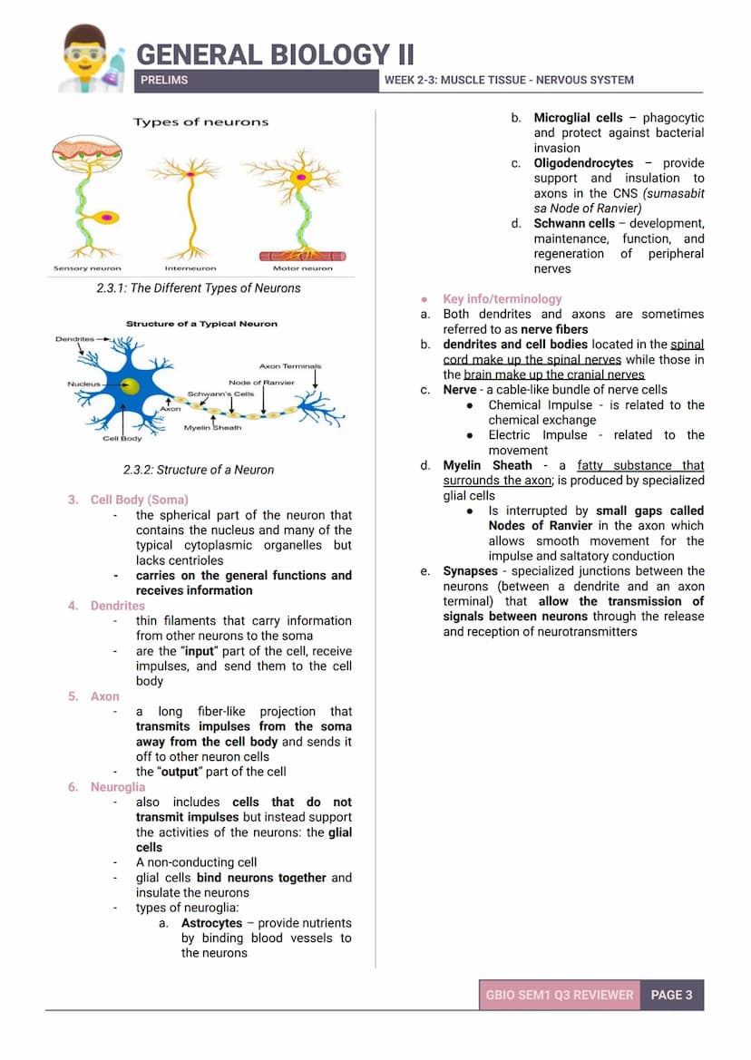GENERAL BIOLOGY II
PRELIMS
- SEM 2 Q3 WEEK 2-3-
WEEK 2-3: MUSCLE TISSUE - NERVOUS SYSTEM
1.0 MUSCLE TISSUE

* is one of the four fundamental