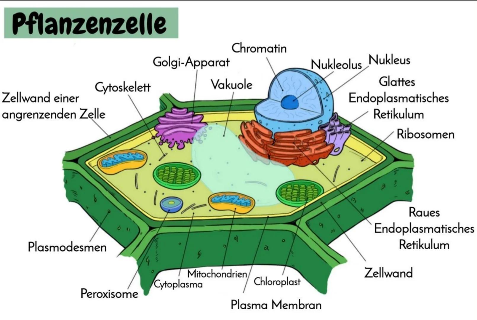# Die Zelle

AUFBAU DER TIERISCHEN UND PFLANZLICHEN ZELLE

Alle Lebewesen bestehen aus Zellen und ihren Produkten. Aufgrund zellulärer Unter