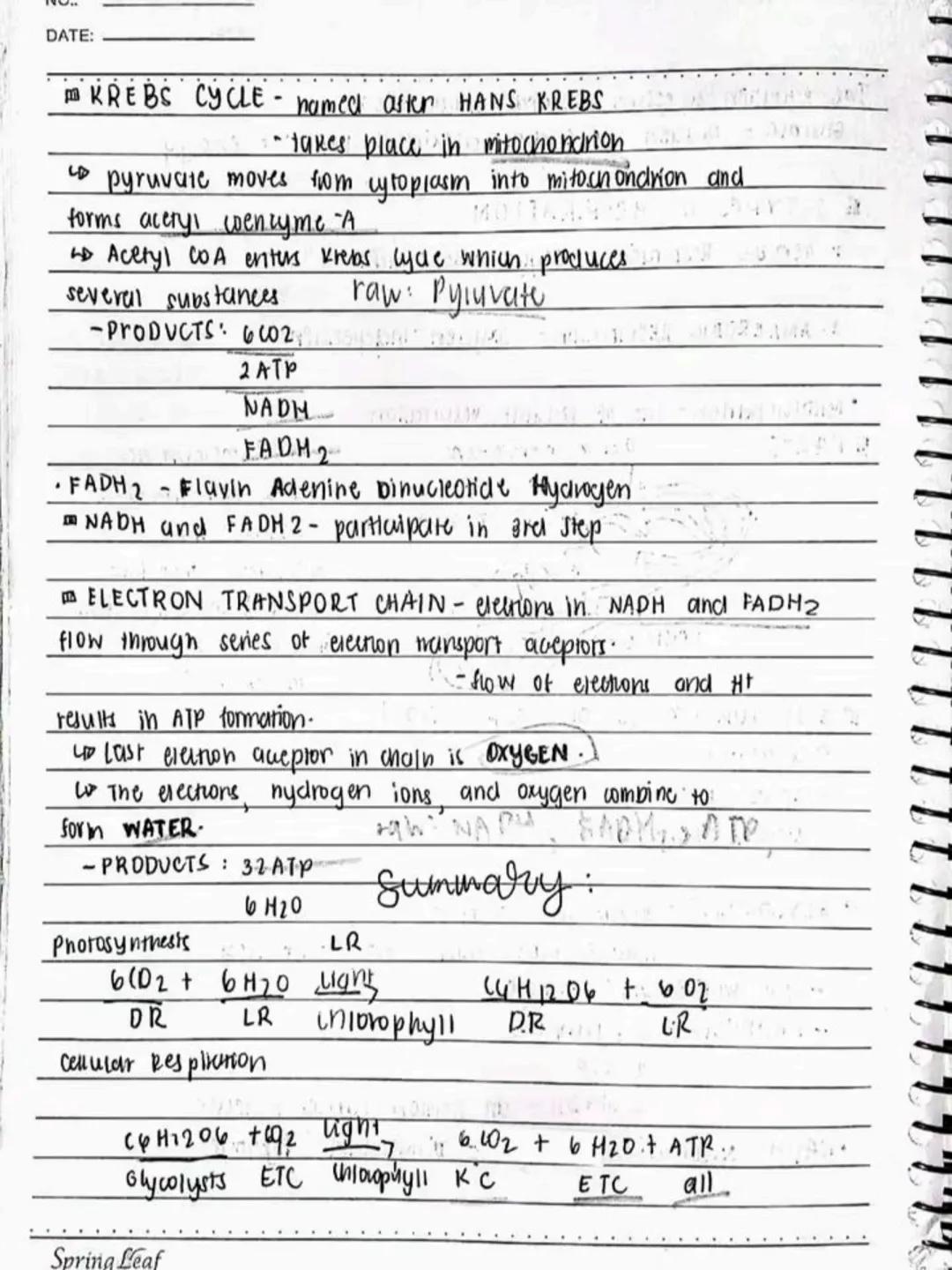 --- OCR Start ---
Respiratory AND circulatory
Systems
NO.:
DATE: 08/05/24
• Respiratory system- macie up of the organs in the bogy that
help