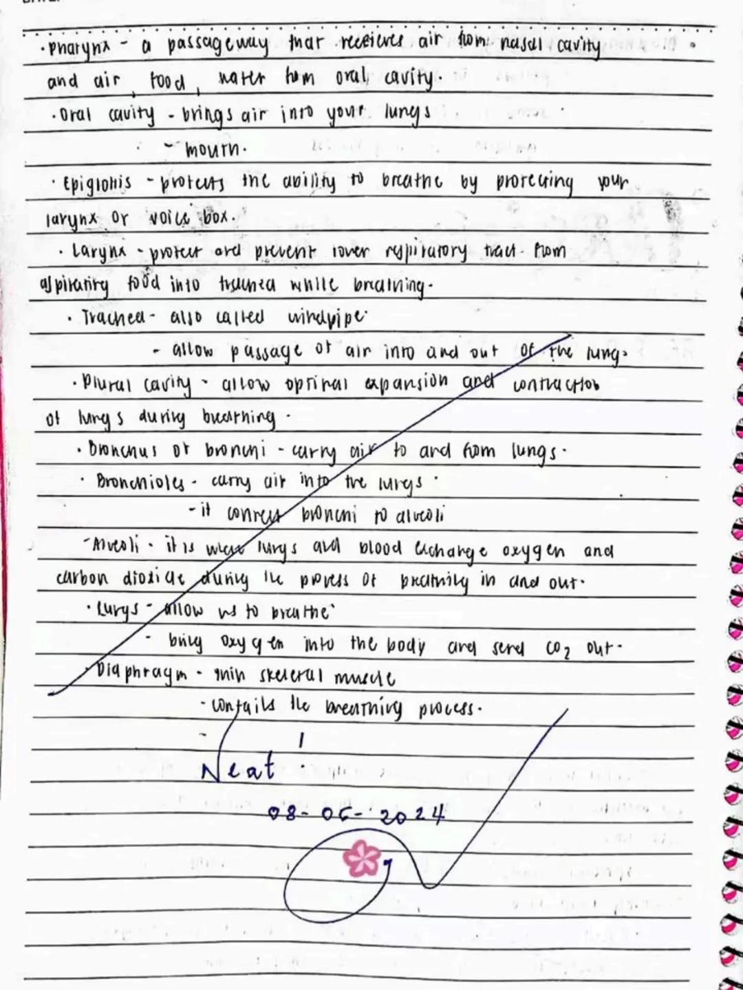 --- OCR Start ---
Respiratory AND circulatory
Systems
NO.:
DATE: 08/05/24
• Respiratory system- macie up of the organs in the bogy that
help