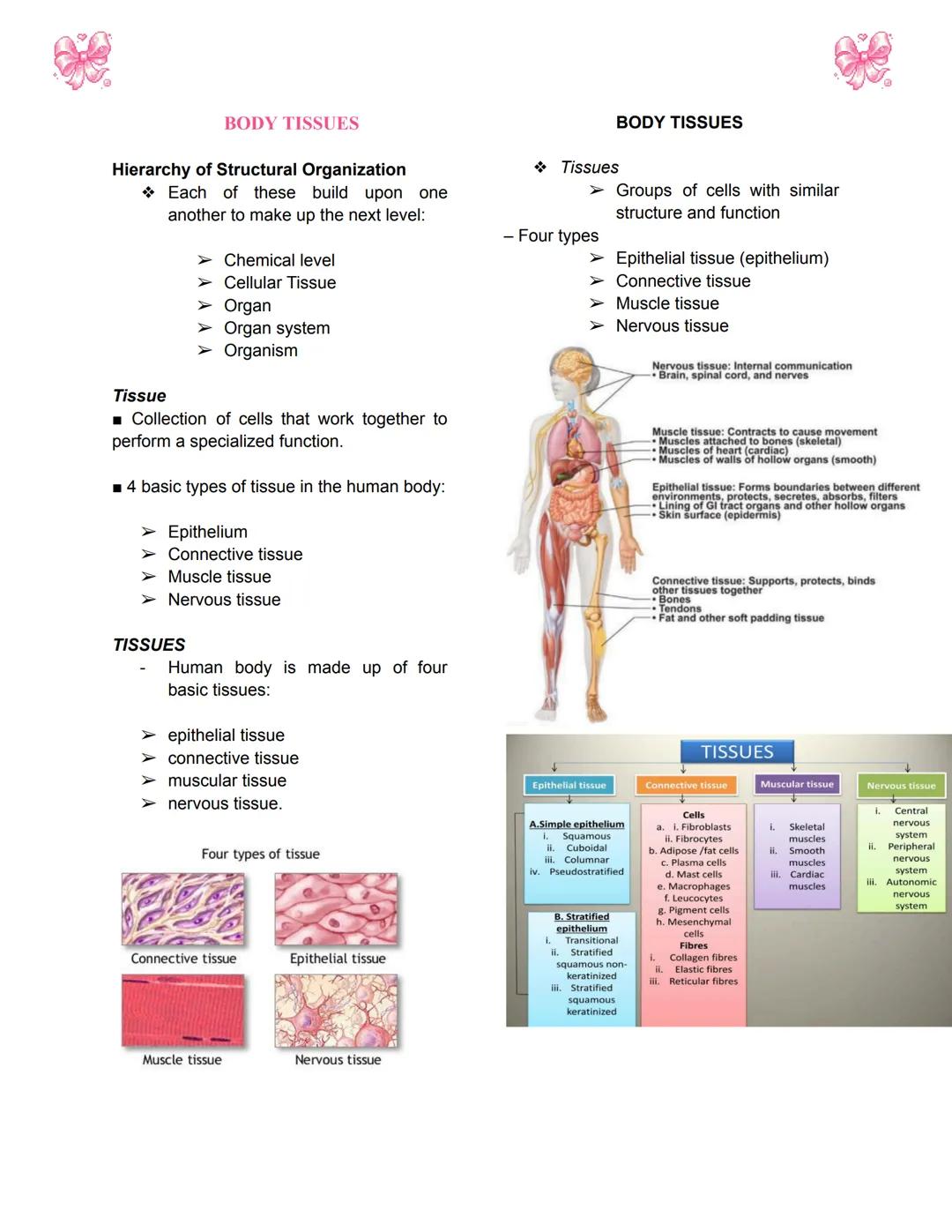 # BODY TISSUES
## Hierarchy of Structural Organization
> Each of these build upon one another to make up the next level:
> - Chemical lev
