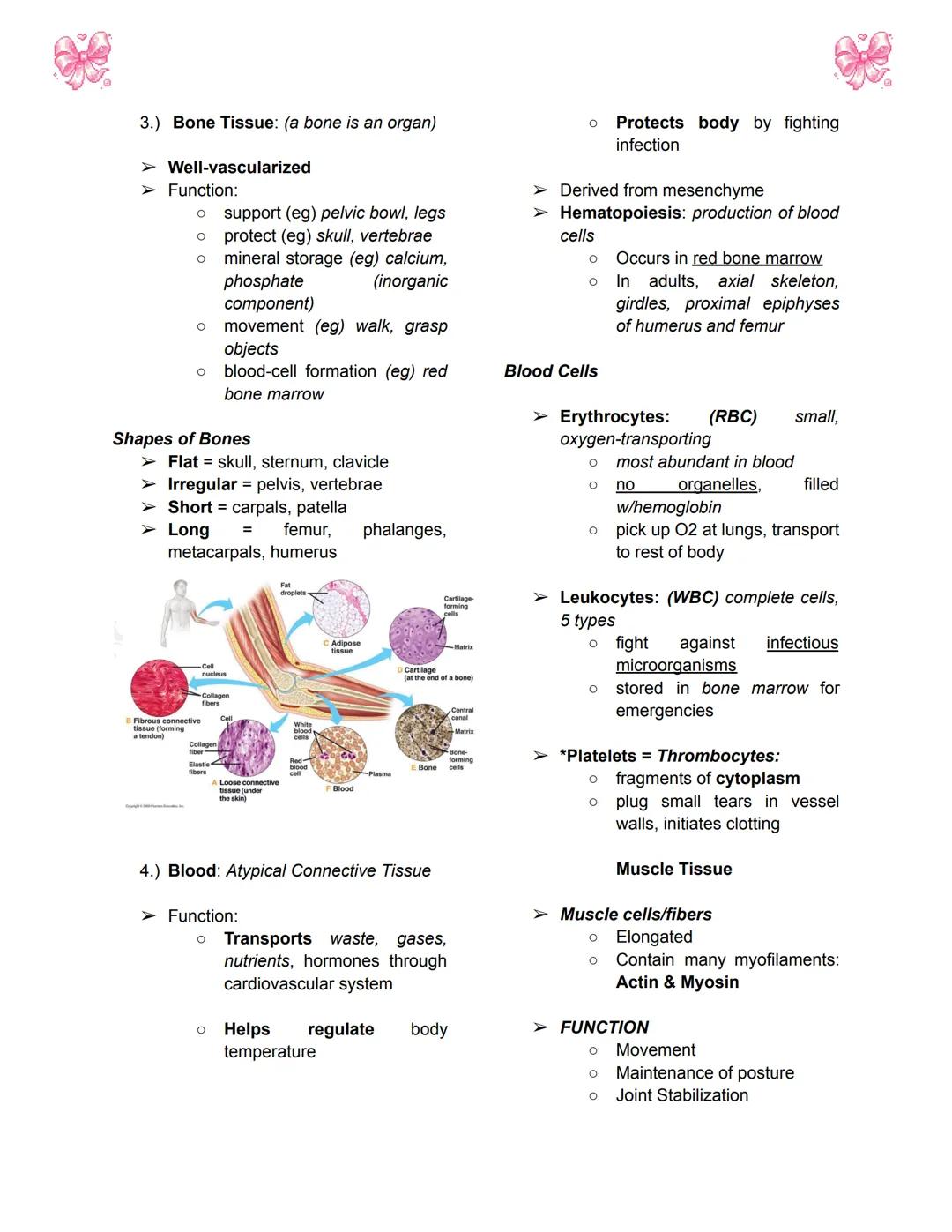 # BODY TISSUES
## Hierarchy of Structural Organization
> Each of these build upon one another to make up the next level:
> - Chemical lev