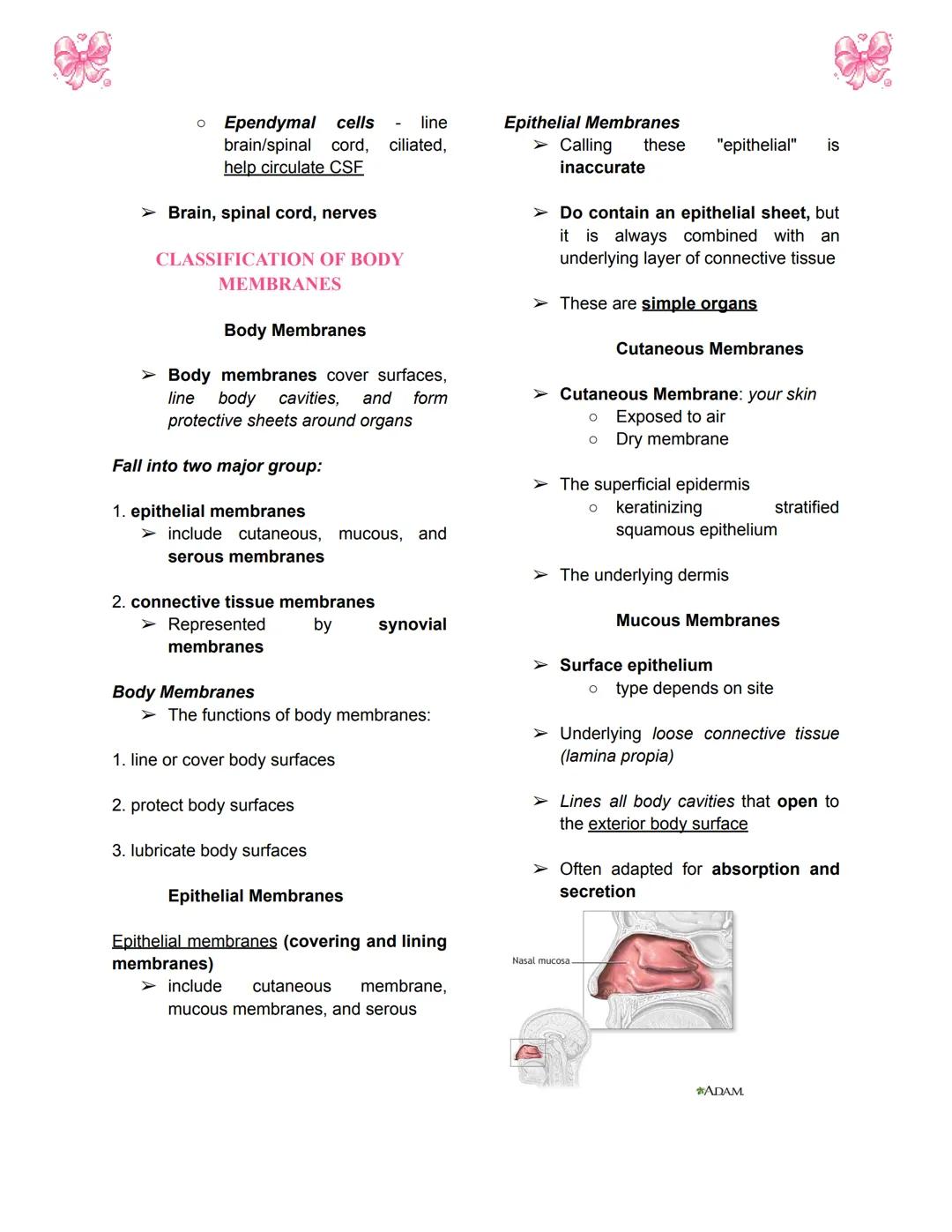 # BODY TISSUES
## Hierarchy of Structural Organization
> Each of these build upon one another to make up the next level:
> - Chemical lev