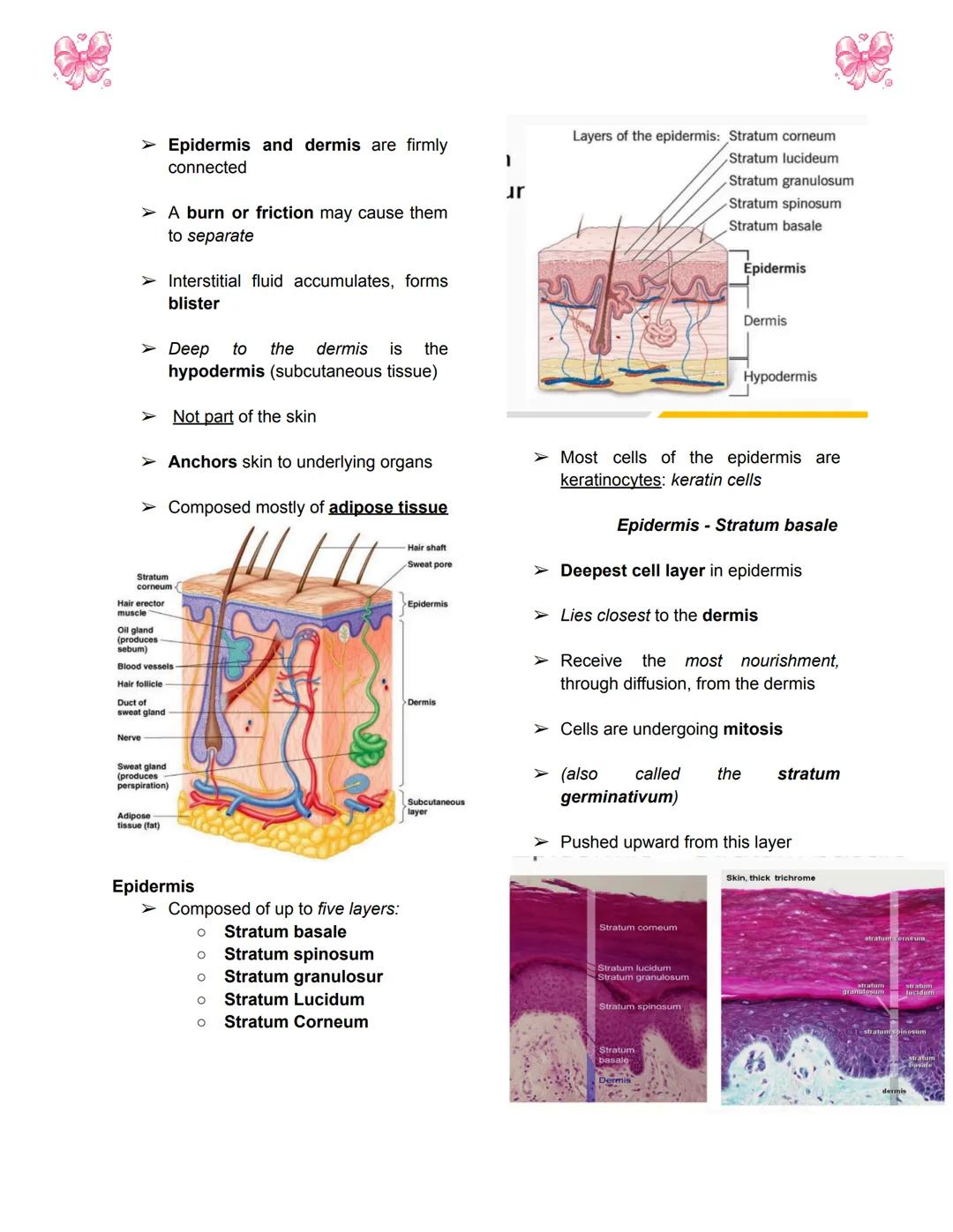 # BODY TISSUES
## Hierarchy of Structural Organization
> Each of these build upon one another to make up the next level:
> - Chemical lev