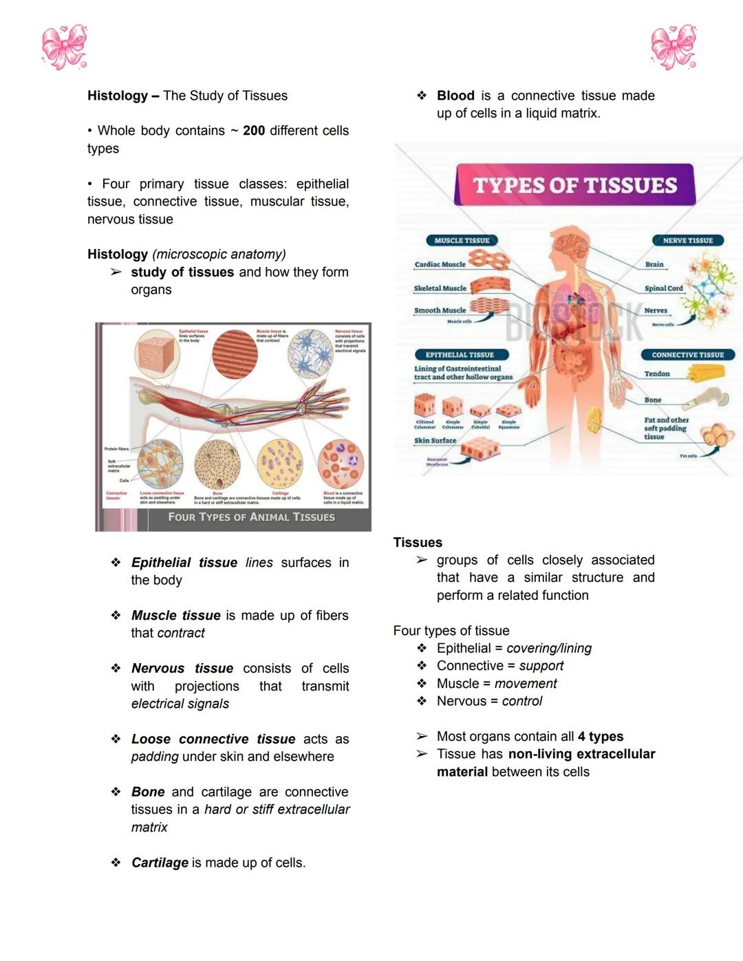 # BODY TISSUES
## Hierarchy of Structural Organization
> Each of these build upon one another to make up the next level:
> - Chemical lev
