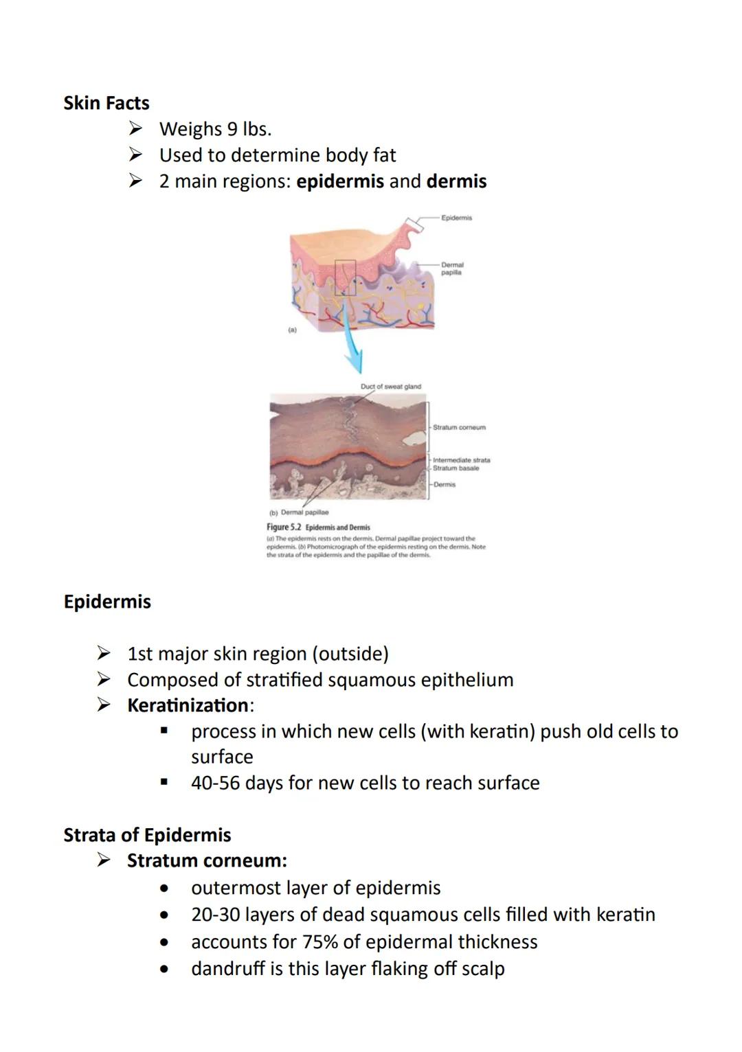 Anatomy and Physiology
➤ Anatomy - the study of the structure of the human body
➤ Physiology - the study of the function of the human body
"