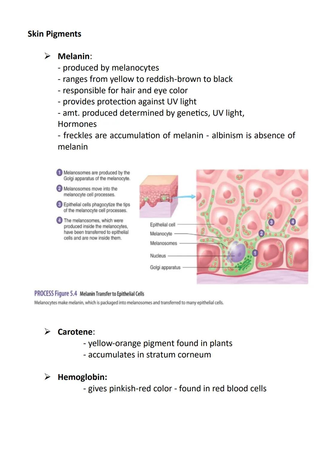 Anatomy and Physiology
➤ Anatomy - the study of the structure of the human body
➤ Physiology - the study of the function of the human body
"