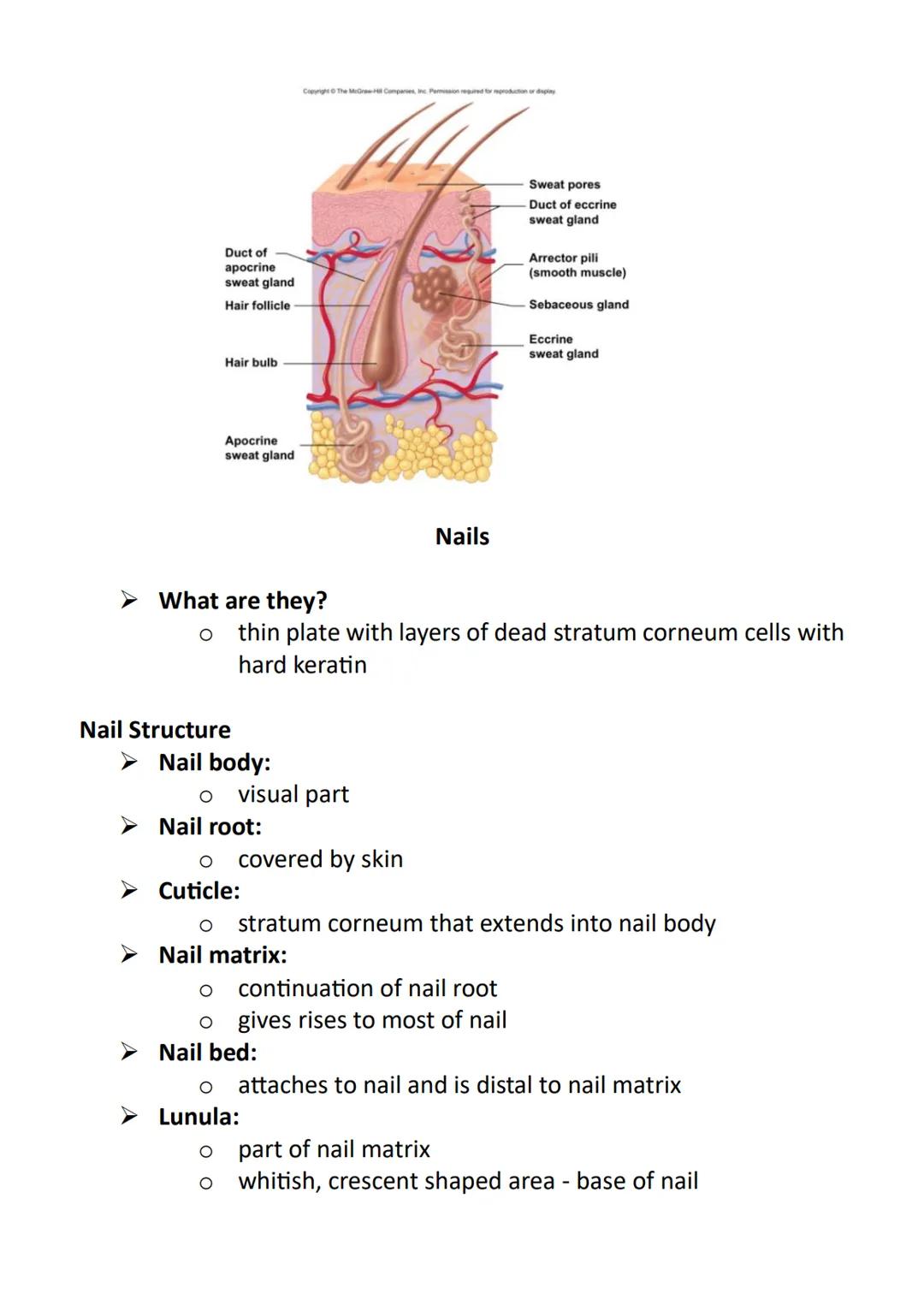 Anatomy and Physiology
➤ Anatomy - the study of the structure of the human body
➤ Physiology - the study of the function of the human body
"