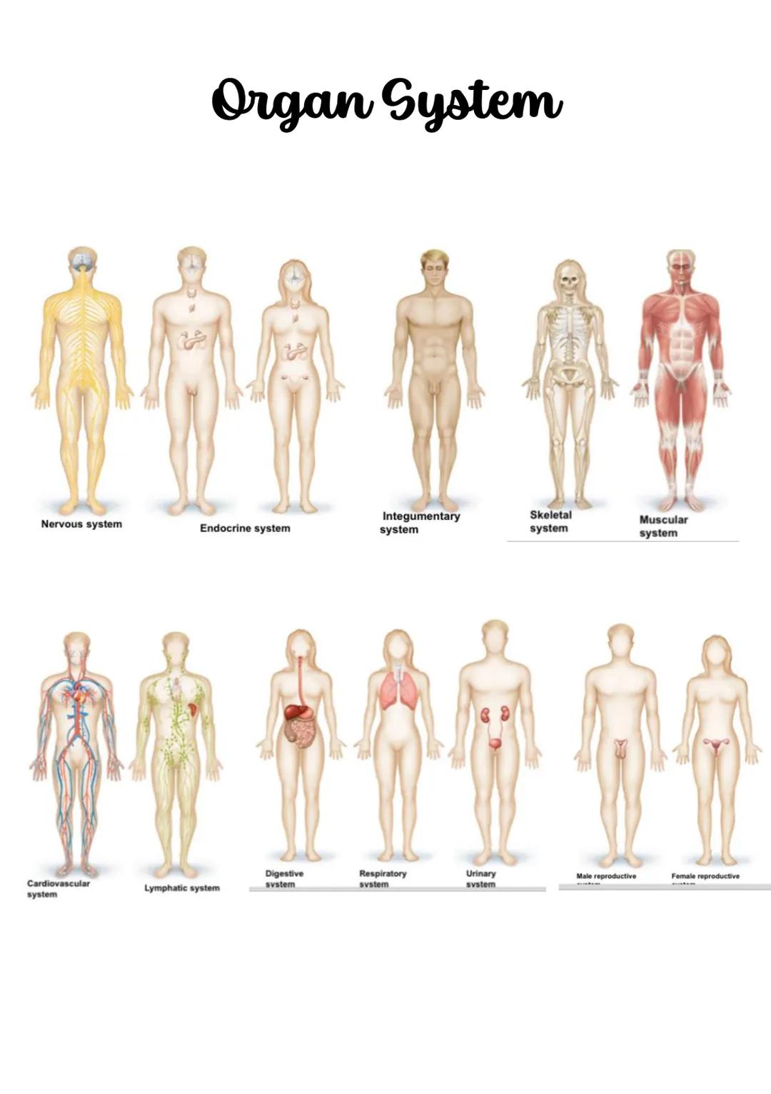 Anatomy and Physiology
➤ Anatomy - the study of the structure of the human body
➤ Physiology - the study of the function of the human body
"