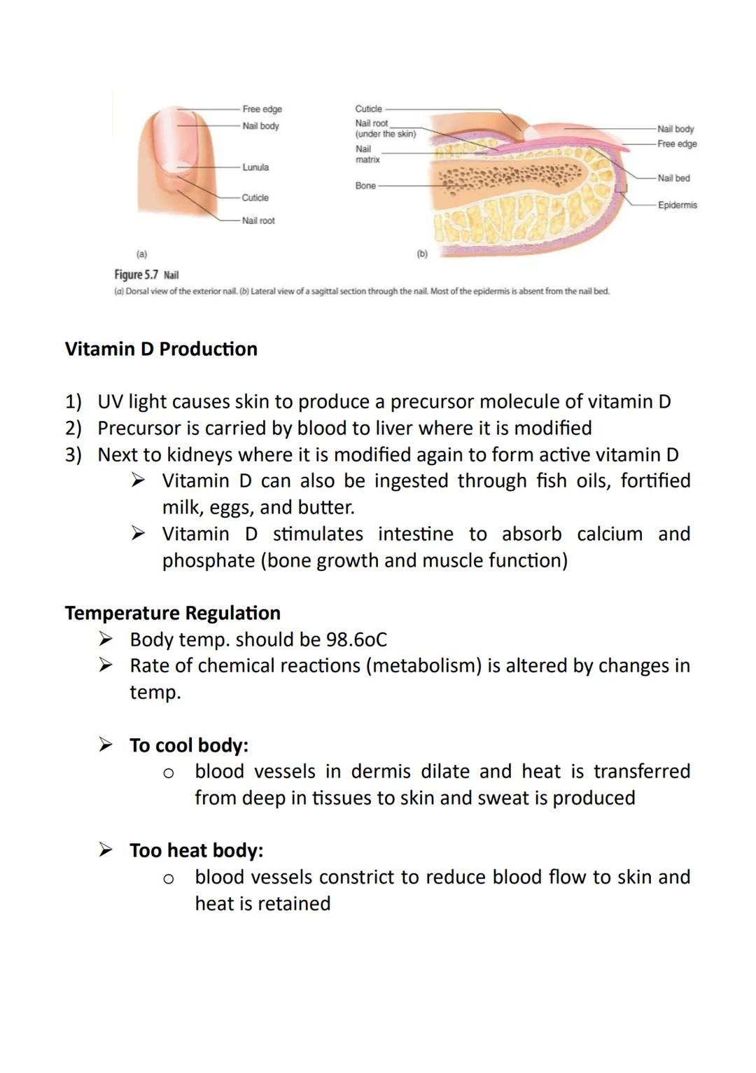 Anatomy and Physiology
➤ Anatomy - the study of the structure of the human body
➤ Physiology - the study of the function of the human body
"