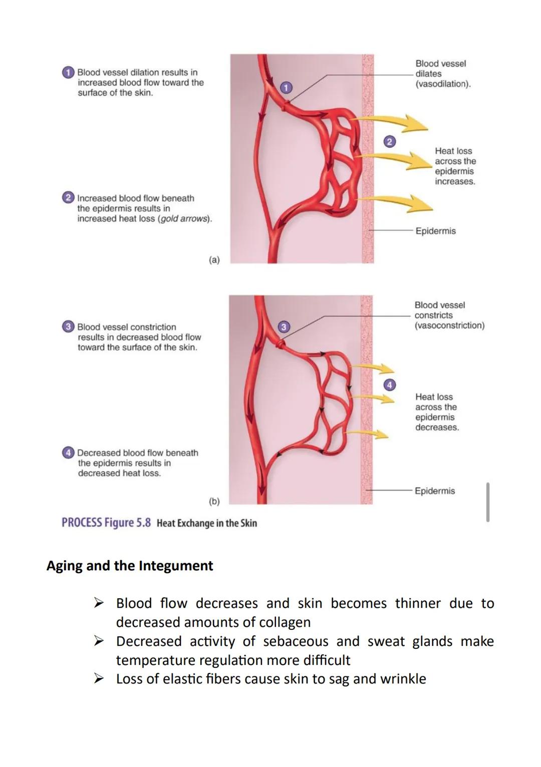 Anatomy and Physiology
➤ Anatomy - the study of the structure of the human body
➤ Physiology - the study of the function of the human body
"