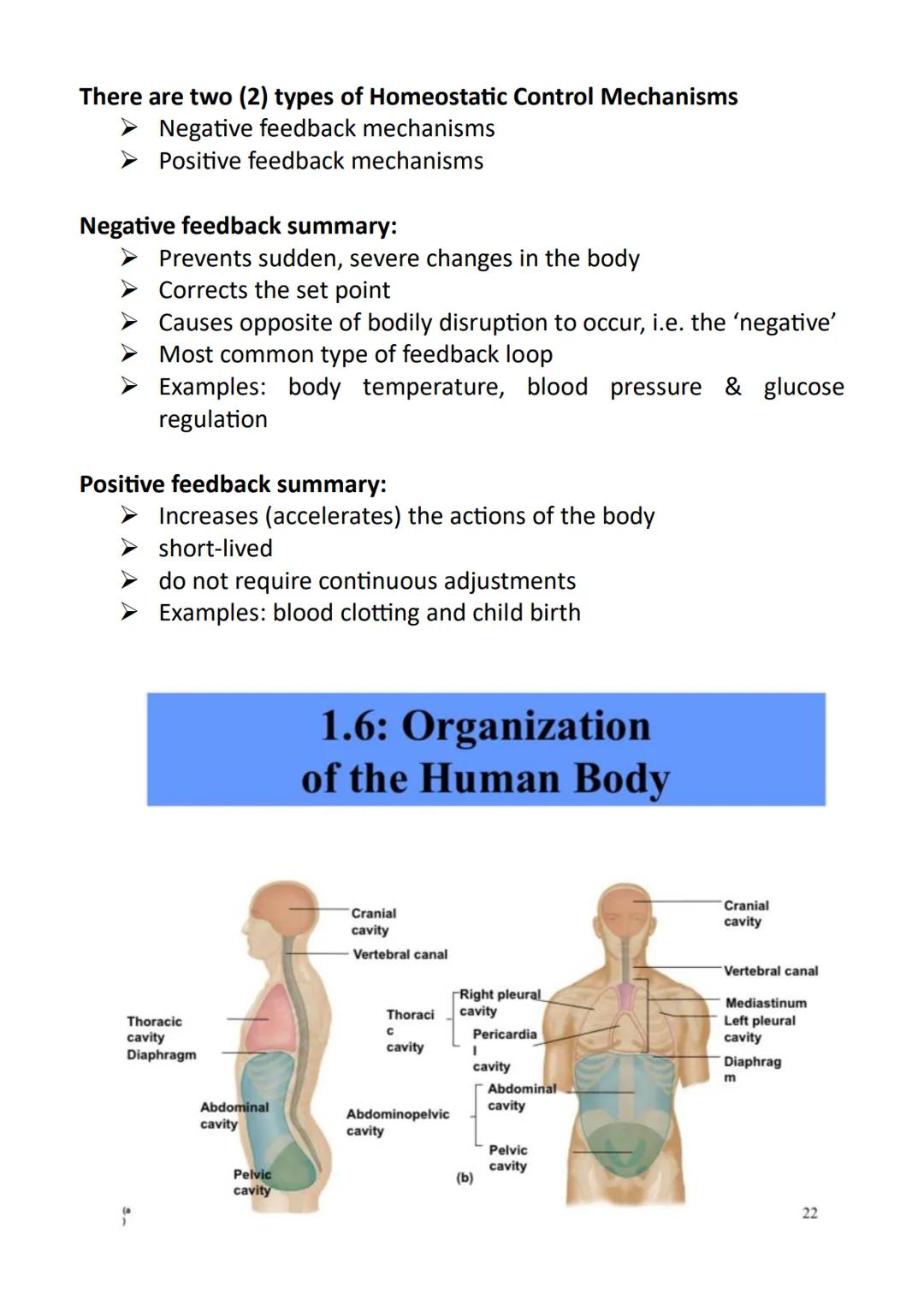 Anatomy and Physiology
➤ Anatomy - the study of the structure of the human body
➤ Physiology - the study of the function of the human body
"