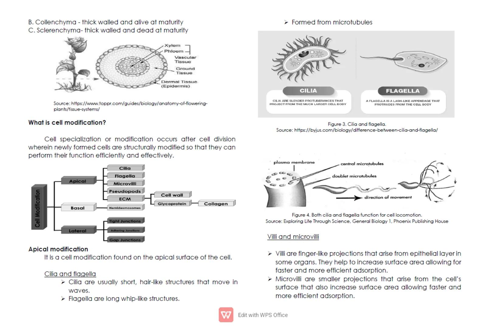 CELL: TYPES, FUNCTIONS, AND MODIFICATION
For General Biology 1/ Grade 11
Quarter 1/ Week 2
Cells are the basic structures of all living orga