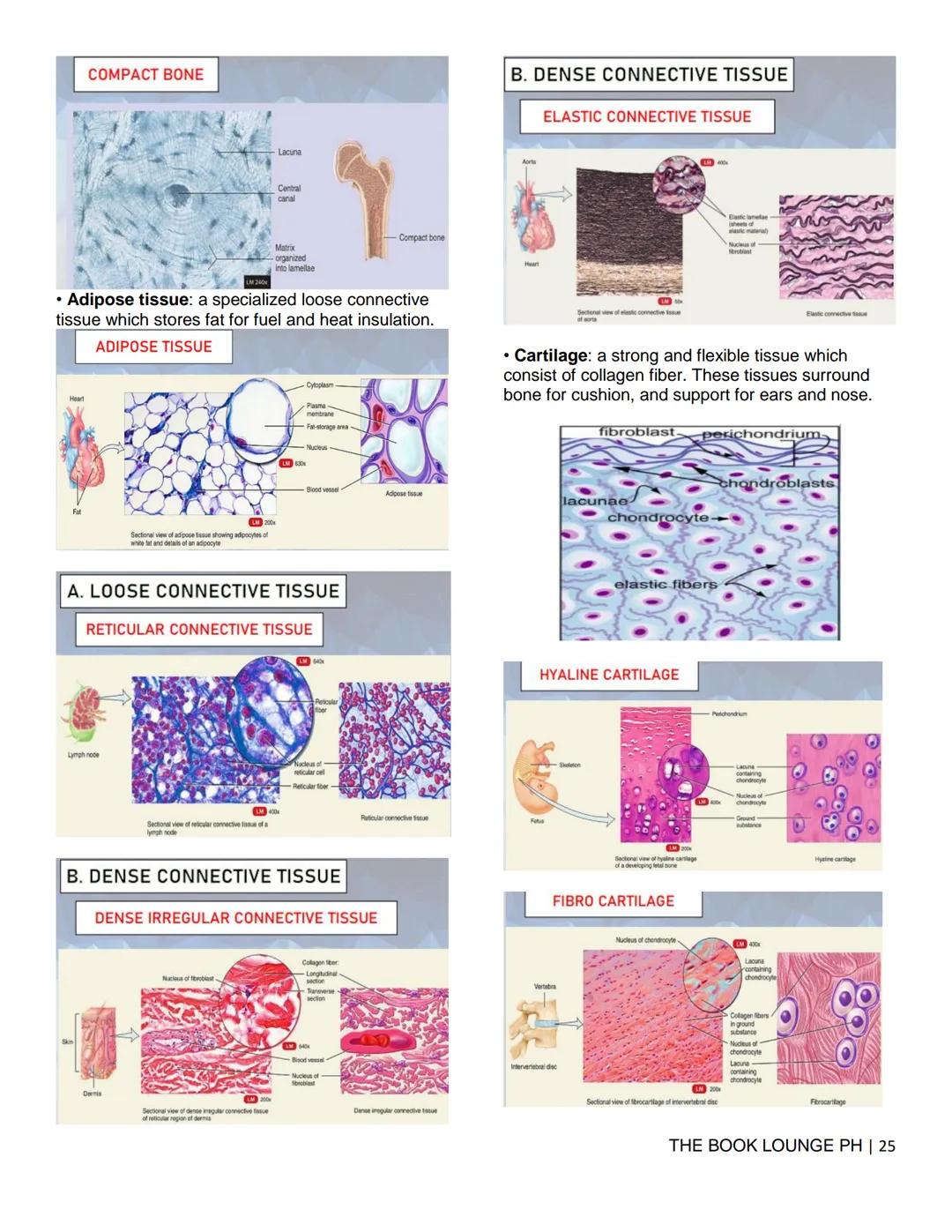THE BOOK LOUNGE PH
GRADE 12 STEM NOTES AND LECTURES
General Biology 2
THE BOOK LOUNGE PH
COURSE MATERIAL 1
CELL CYCLE AND CELL DIVISION
Cell