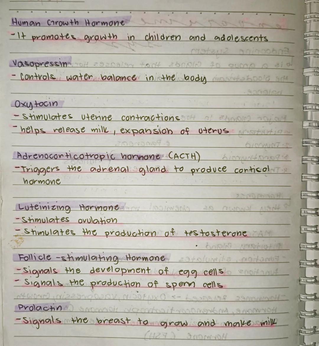 --- OCR Start ---
en
Endocrine system
ine
Lo is a group of Glands that releases Hormones into
the Bloodstream to maintain homeostasis or int