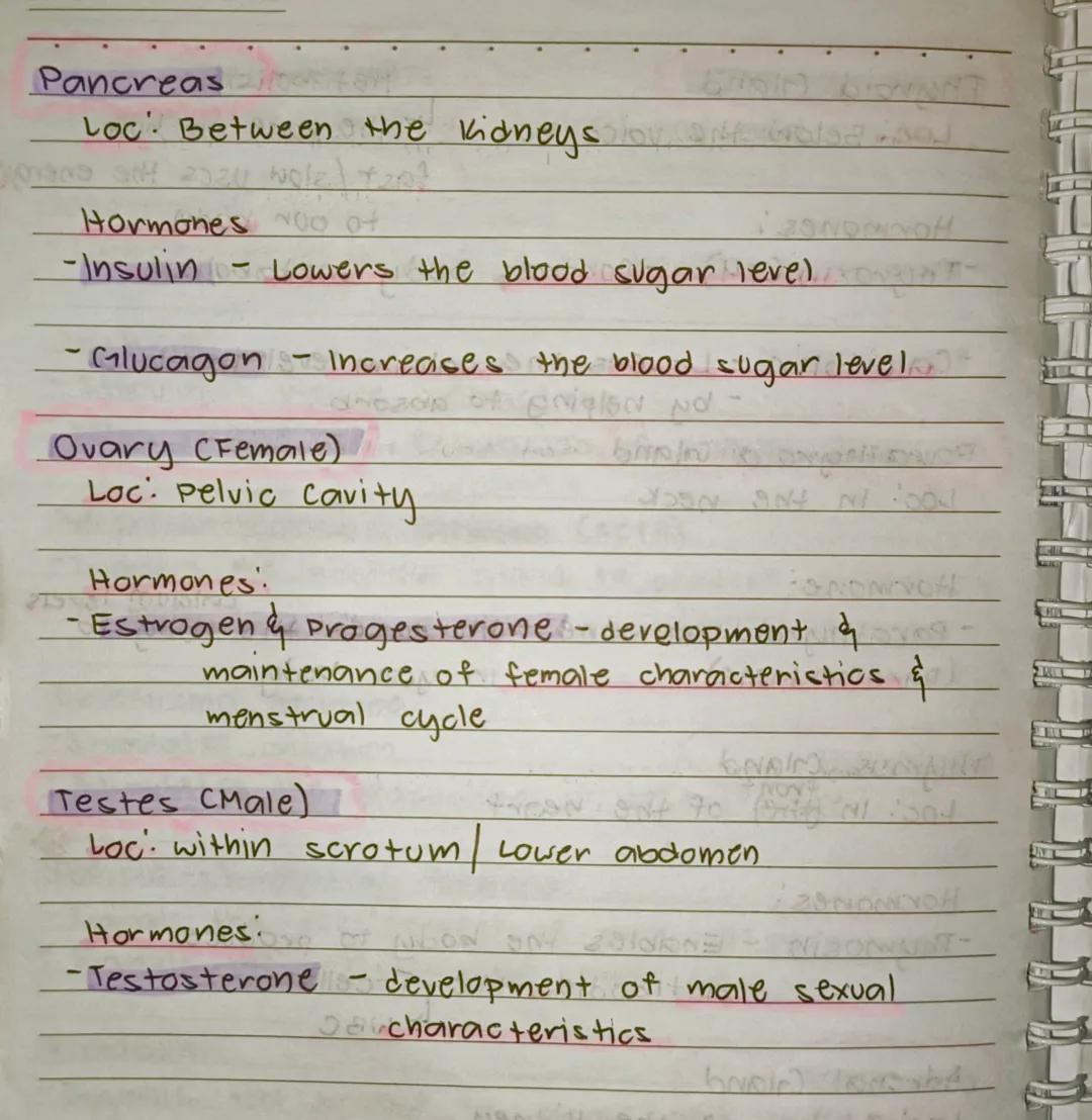--- OCR Start ---
en
Endocrine system
ine
Lo is a group of Glands that releases Hormones into
the Bloodstream to maintain homeostasis or int
