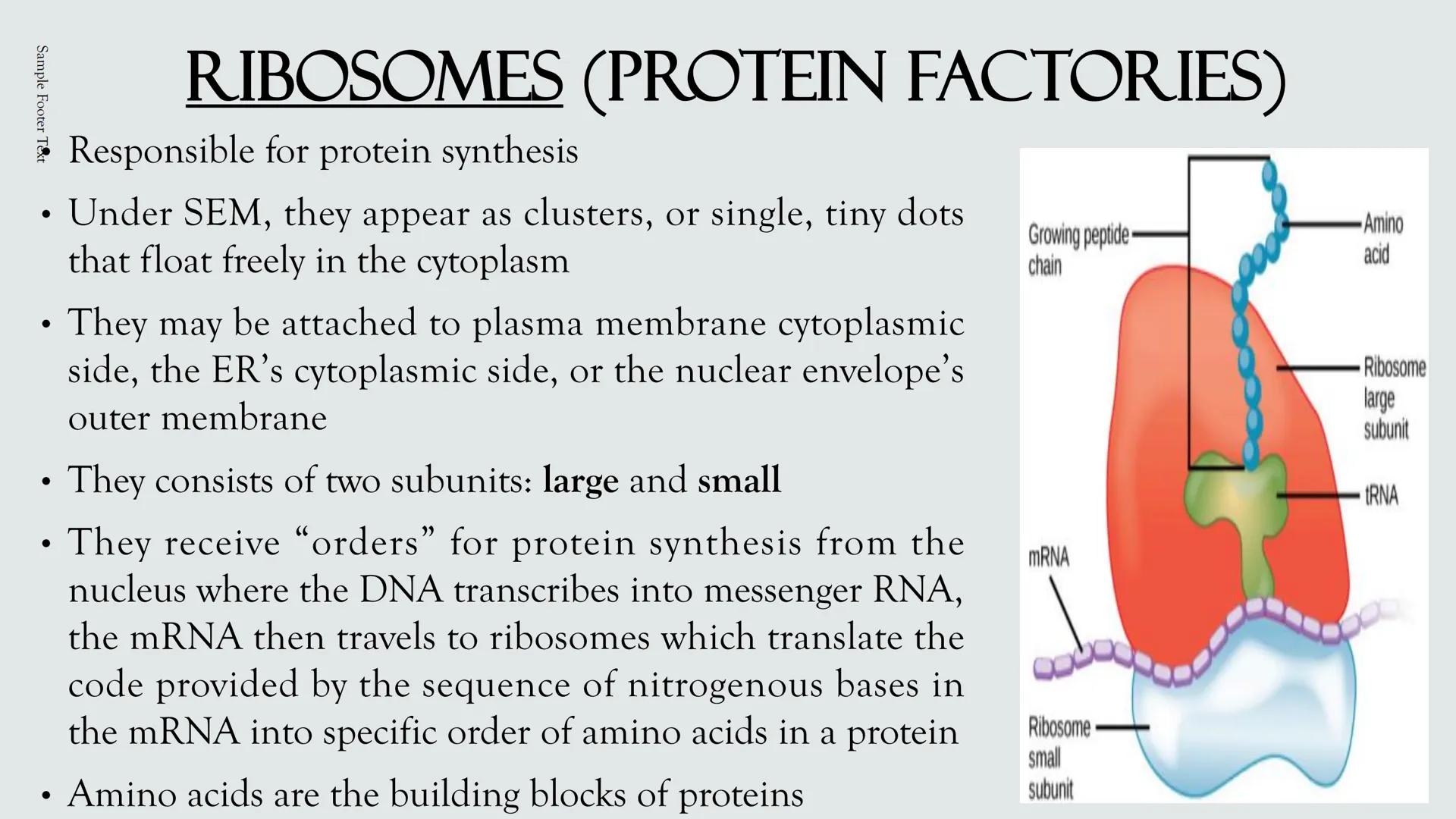 # PLANT AND ANIMAL
CELLS OBJECTIVES
• Describe the structure and function of a plant cell
• Describe the structure of an animal cell
• Comp