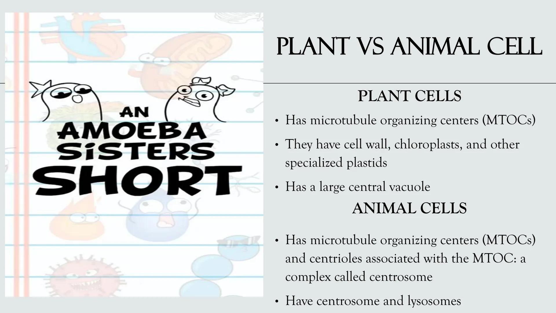 # PLANT AND ANIMAL
CELLS OBJECTIVES
• Describe the structure and function of a plant cell
• Describe the structure of an animal cell
• Comp