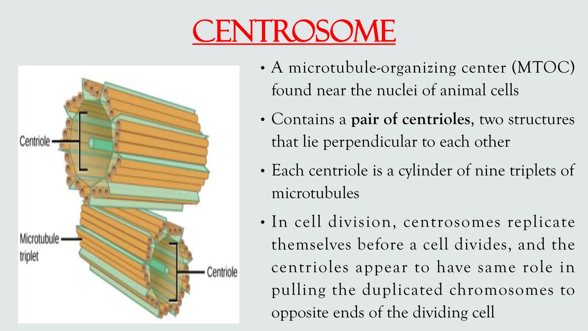 # PLANT AND ANIMAL
CELLS OBJECTIVES
• Describe the structure and function of a plant cell
• Describe the structure of an animal cell
• Comp