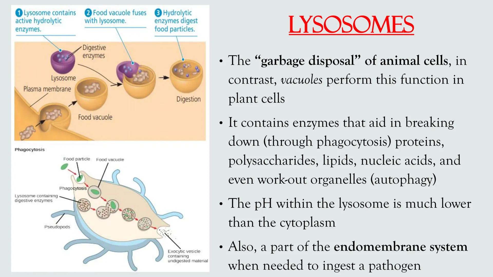 # PLANT AND ANIMAL
CELLS OBJECTIVES
• Describe the structure and function of a plant cell
• Describe the structure of an animal cell
• Comp