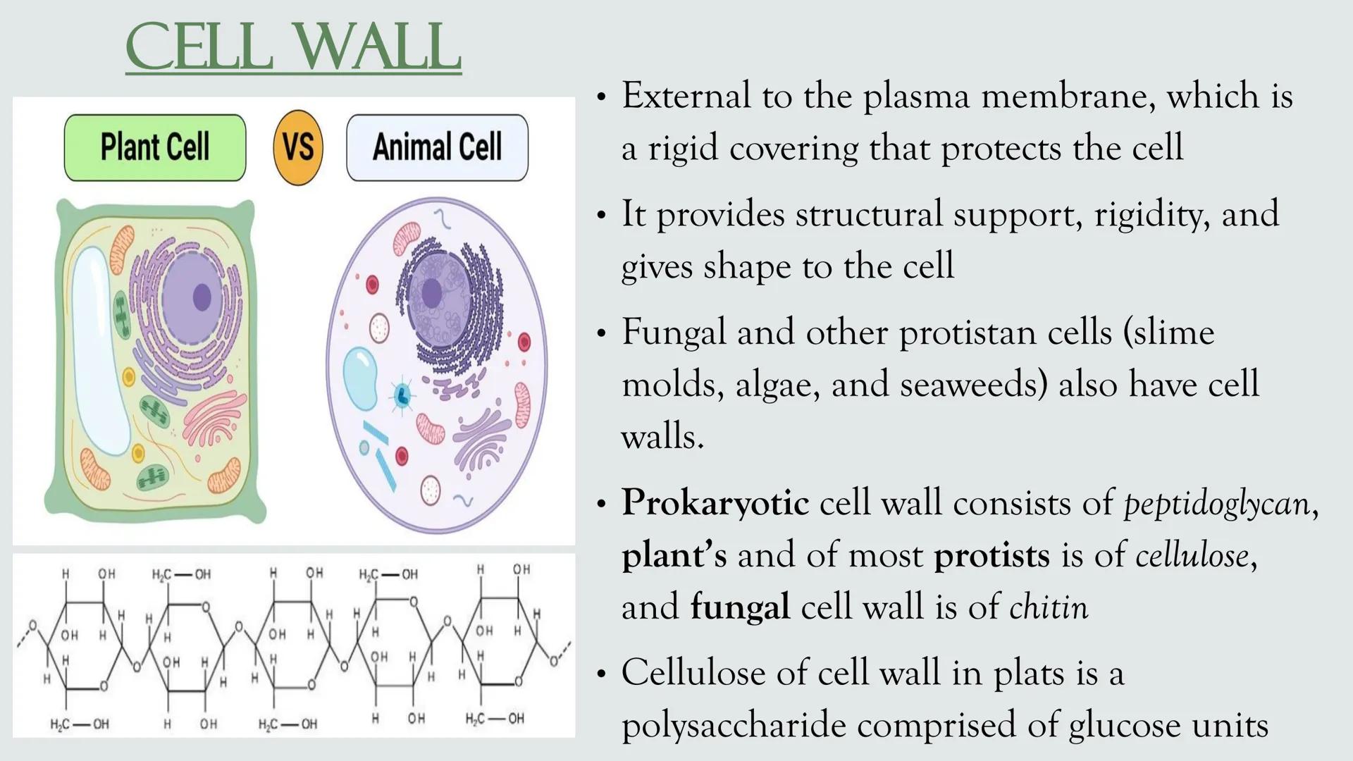 # PLANT AND ANIMAL
CELLS OBJECTIVES
• Describe the structure and function of a plant cell
• Describe the structure of an animal cell
• Comp