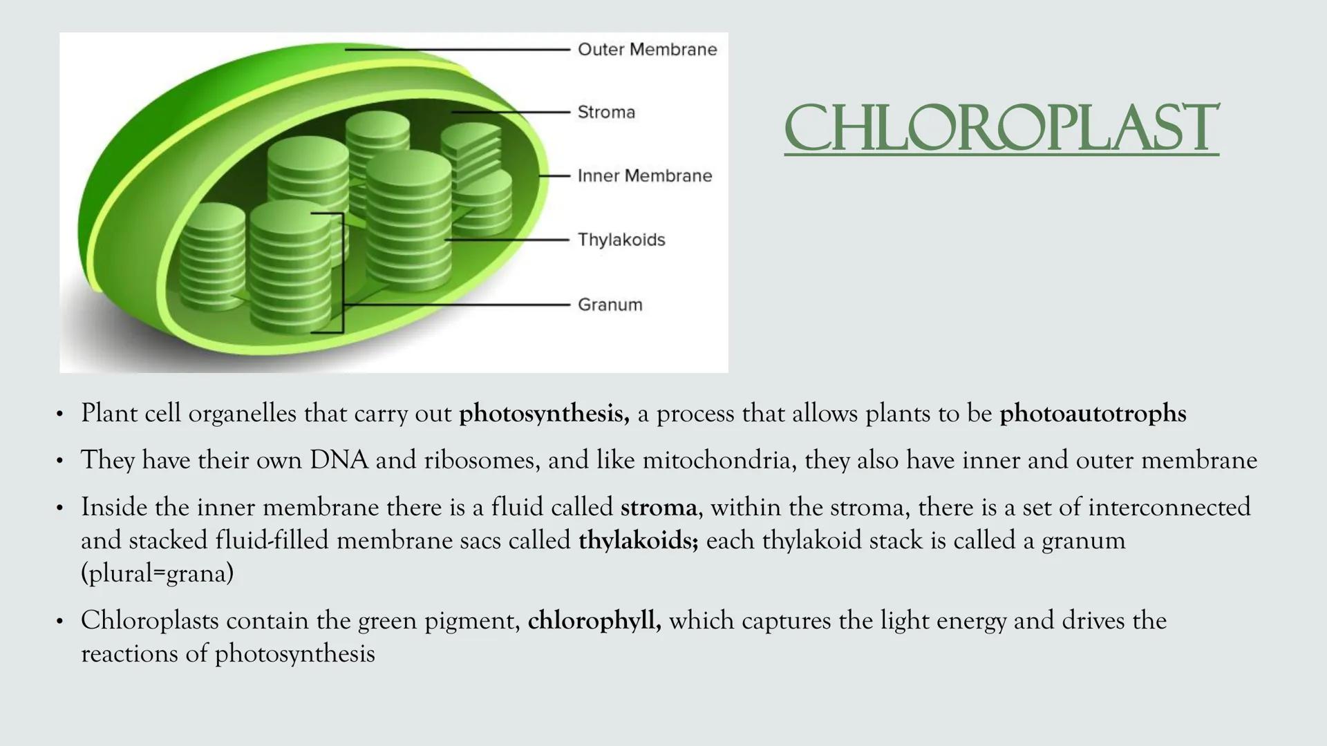 # PLANT AND ANIMAL
CELLS OBJECTIVES
• Describe the structure and function of a plant cell
• Describe the structure of an animal cell
• Comp