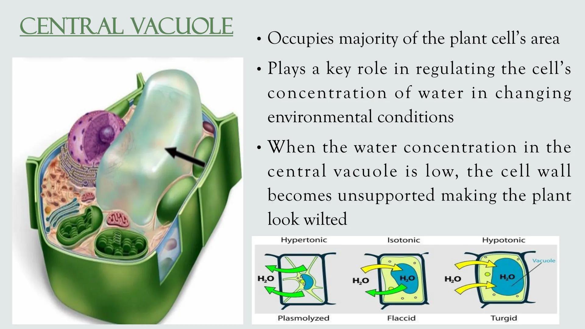 # PLANT AND ANIMAL
CELLS OBJECTIVES
• Describe the structure and function of a plant cell
• Describe the structure of an animal cell
• Comp