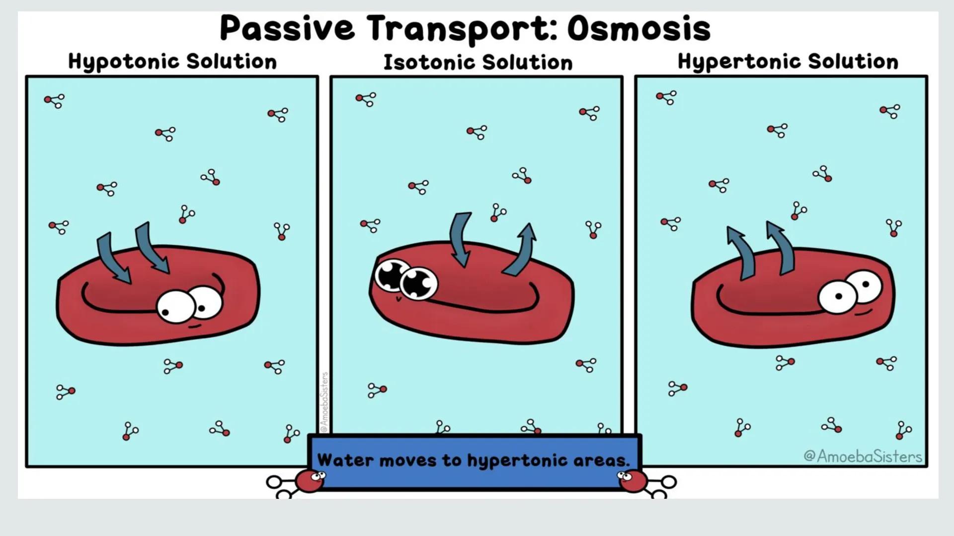 # PLANT AND ANIMAL
CELLS OBJECTIVES
• Describe the structure and function of a plant cell
• Describe the structure of an animal cell
• Comp