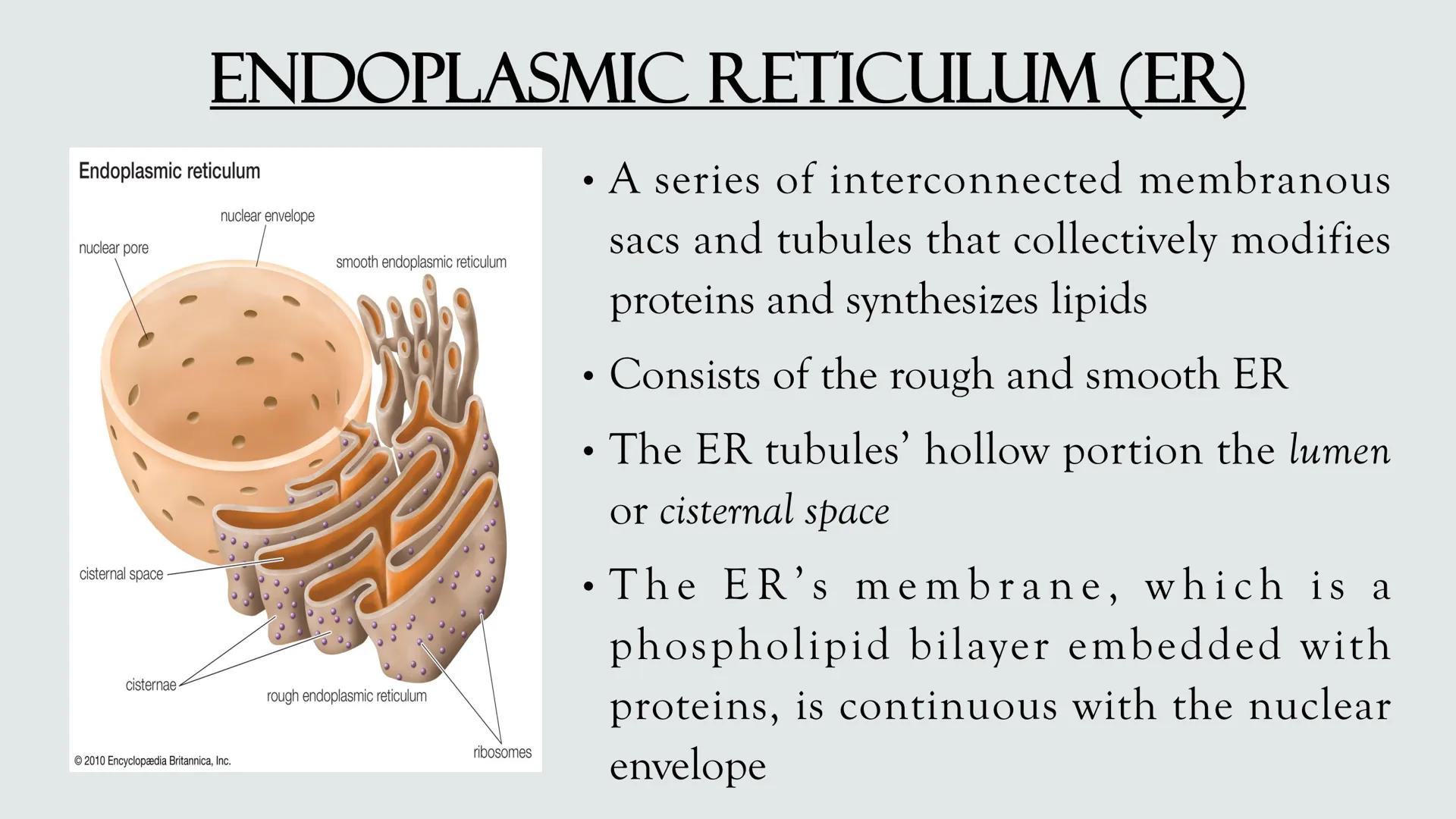 # PLANT AND ANIMAL
CELLS OBJECTIVES
• Describe the structure and function of a plant cell
• Describe the structure of an animal cell
• Comp