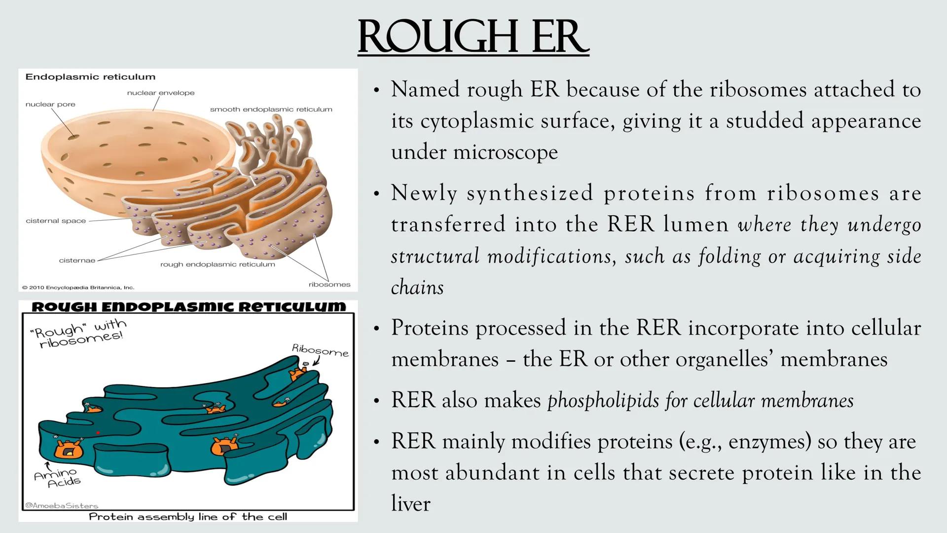 # PLANT AND ANIMAL
CELLS OBJECTIVES
• Describe the structure and function of a plant cell
• Describe the structure of an animal cell
• Comp