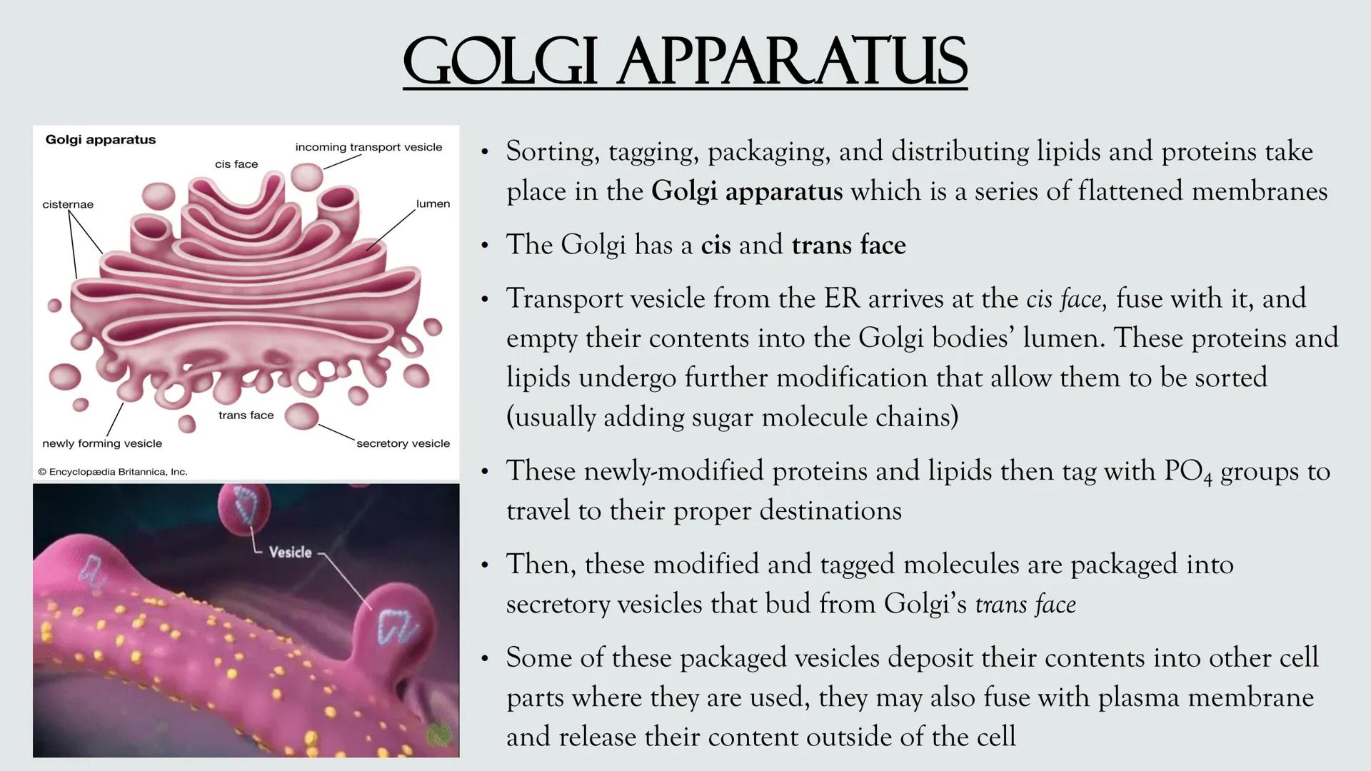 # PLANT AND ANIMAL
CELLS OBJECTIVES
• Describe the structure and function of a plant cell
• Describe the structure of an animal cell
• Comp