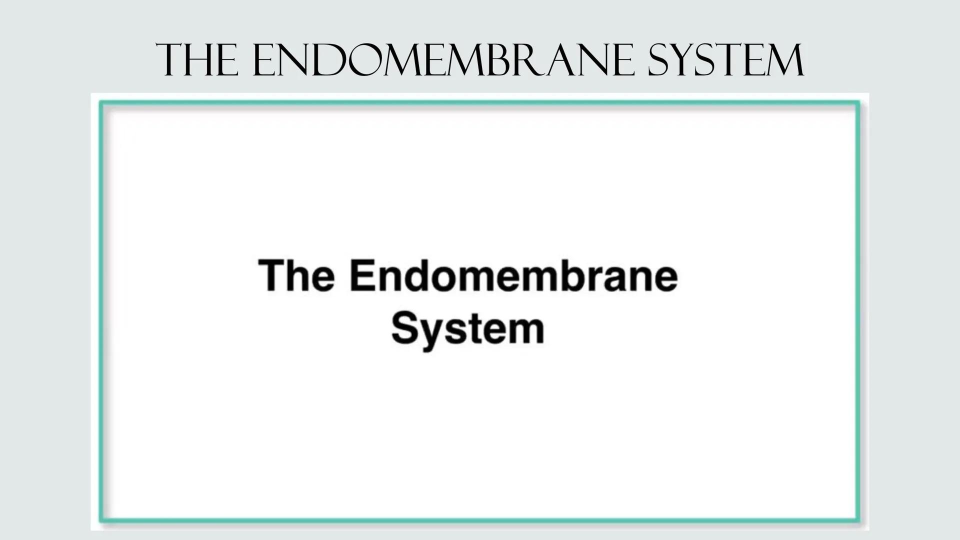 # PLANT AND ANIMAL
CELLS OBJECTIVES
• Describe the structure and function of a plant cell
• Describe the structure of an animal cell
• Comp