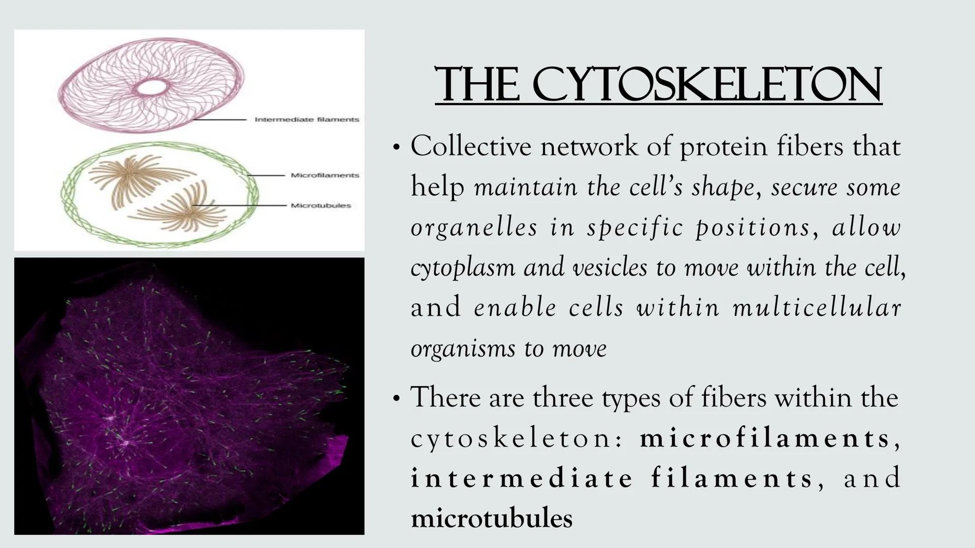 # PLANT AND ANIMAL
CELLS OBJECTIVES
• Describe the structure and function of a plant cell
• Describe the structure of an animal cell
• Comp