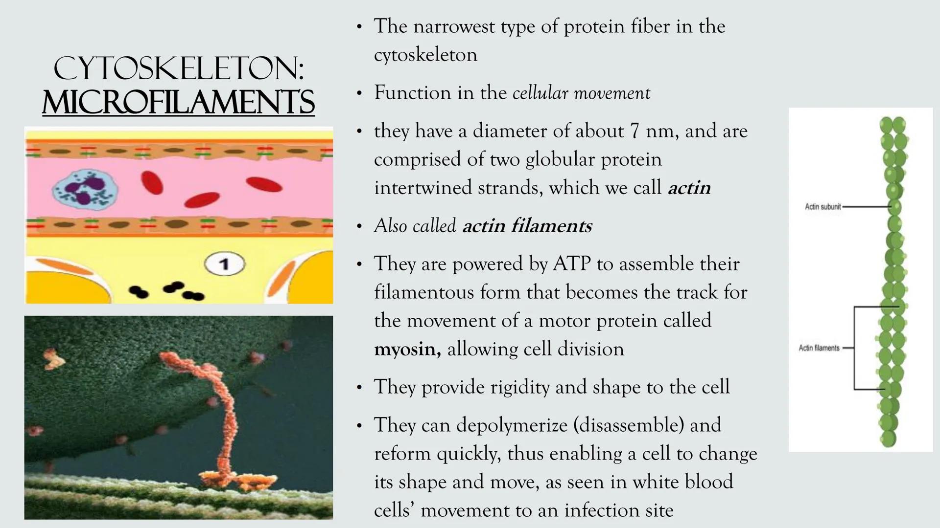 # PLANT AND ANIMAL
CELLS OBJECTIVES
• Describe the structure and function of a plant cell
• Describe the structure of an animal cell
• Comp
