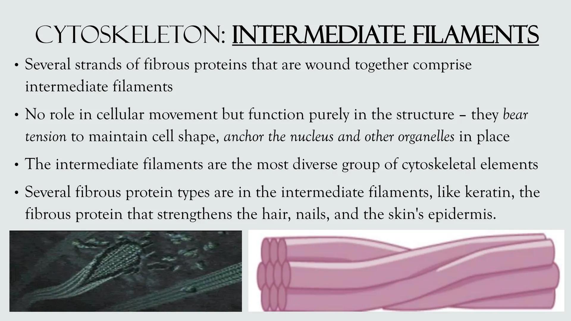 # PLANT AND ANIMAL
CELLS OBJECTIVES
• Describe the structure and function of a plant cell
• Describe the structure of an animal cell
• Comp