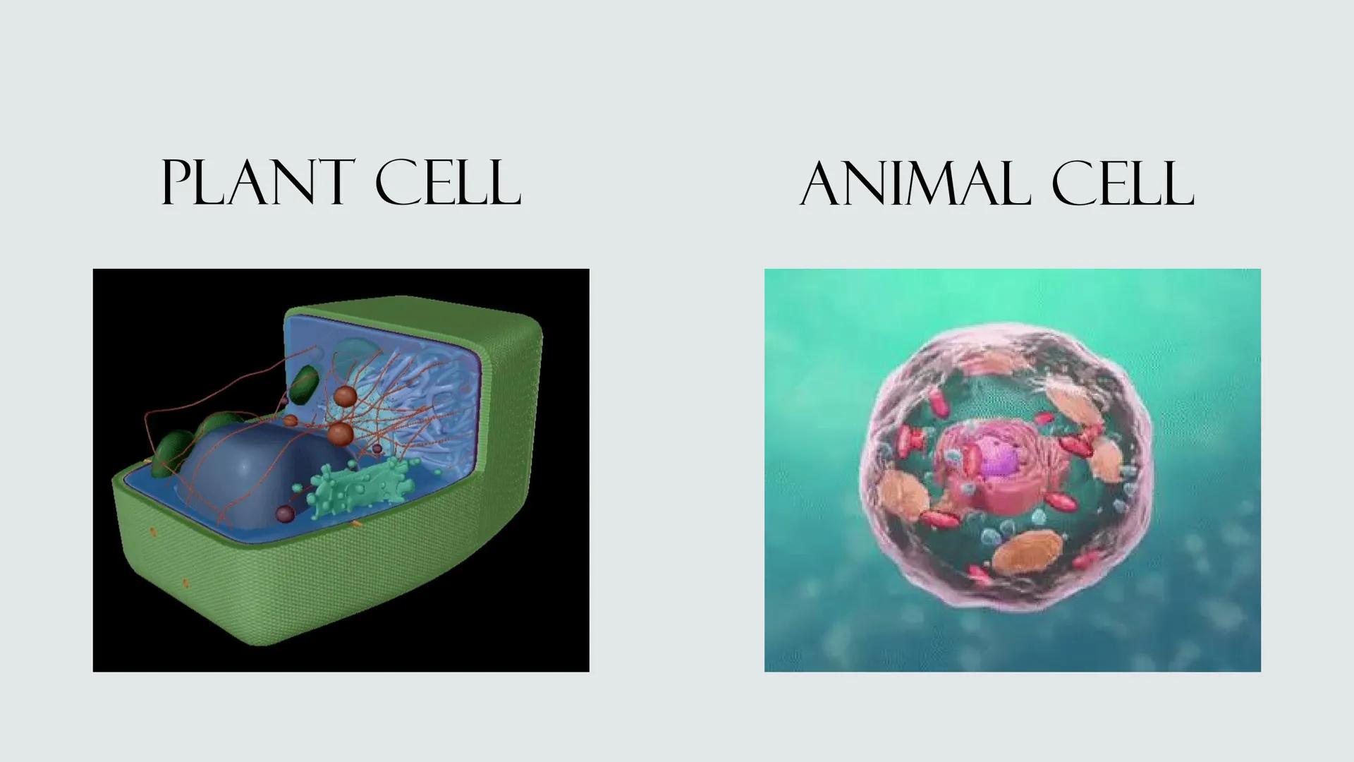 # PLANT AND ANIMAL
CELLS OBJECTIVES
• Describe the structure and function of a plant cell
• Describe the structure of an animal cell
• Comp
