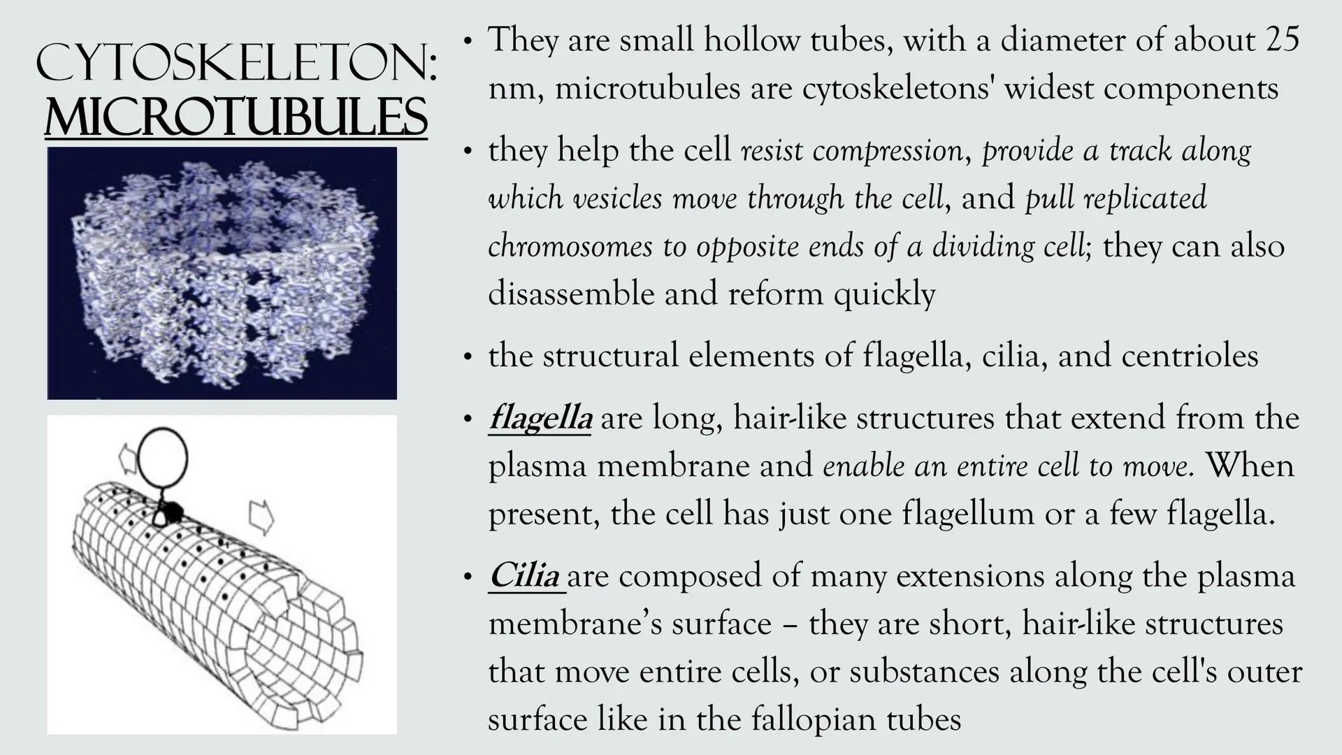 # PLANT AND ANIMAL
CELLS OBJECTIVES
• Describe the structure and function of a plant cell
• Describe the structure of an animal cell
• Comp