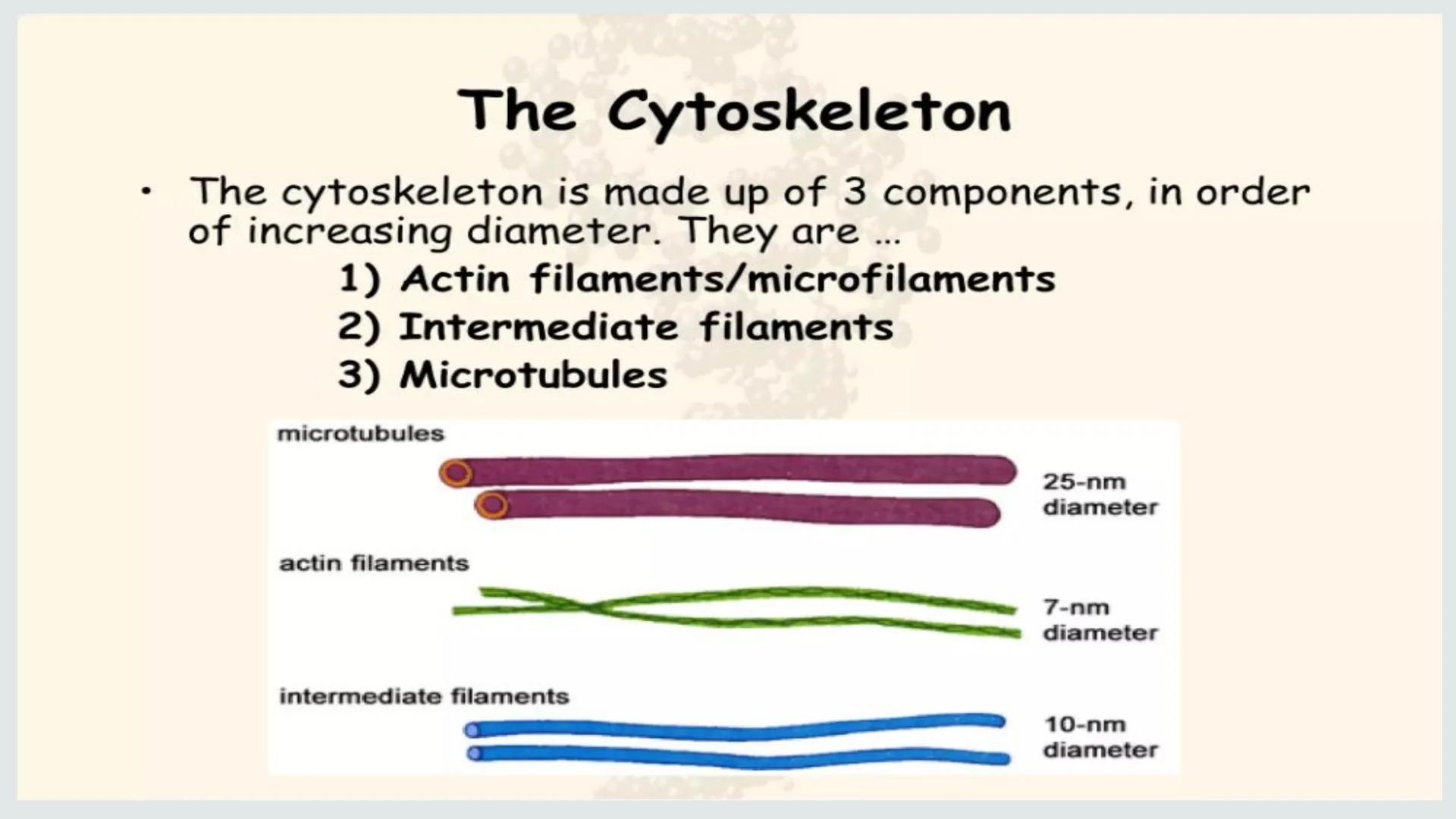 # PLANT AND ANIMAL
CELLS OBJECTIVES
• Describe the structure and function of a plant cell
• Describe the structure of an animal cell
• Comp