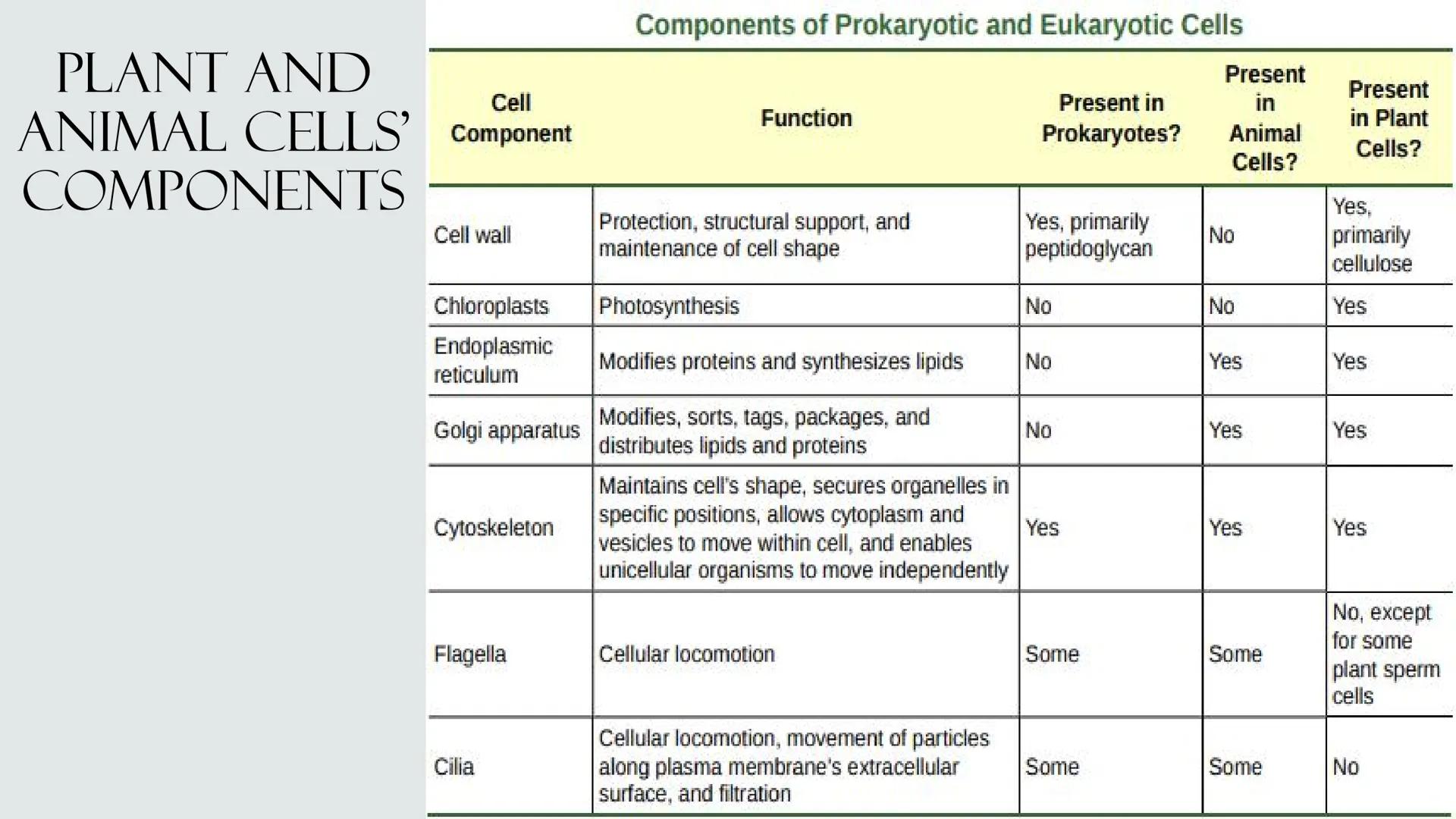 # PLANT AND ANIMAL
CELLS OBJECTIVES
• Describe the structure and function of a plant cell
• Describe the structure of an animal cell
• Comp