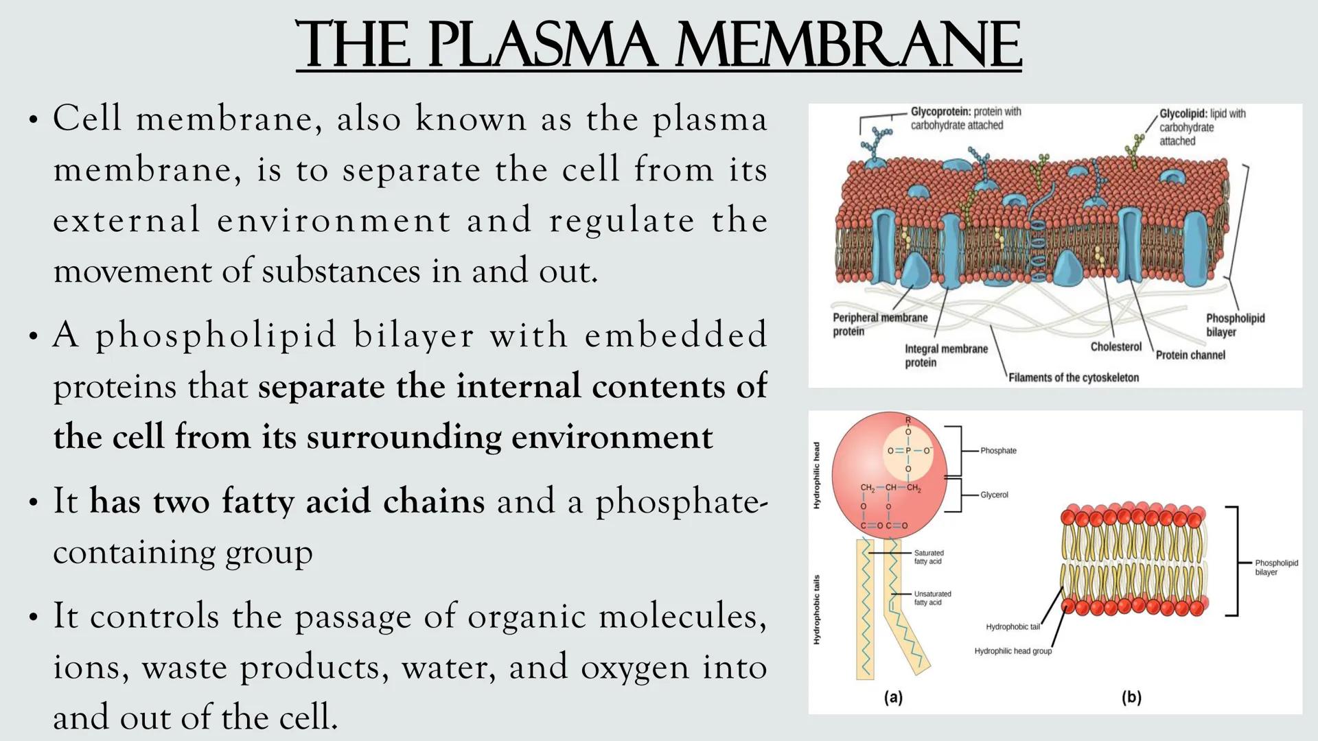 # PLANT AND ANIMAL
CELLS OBJECTIVES
• Describe the structure and function of a plant cell
• Describe the structure of an animal cell
• Comp