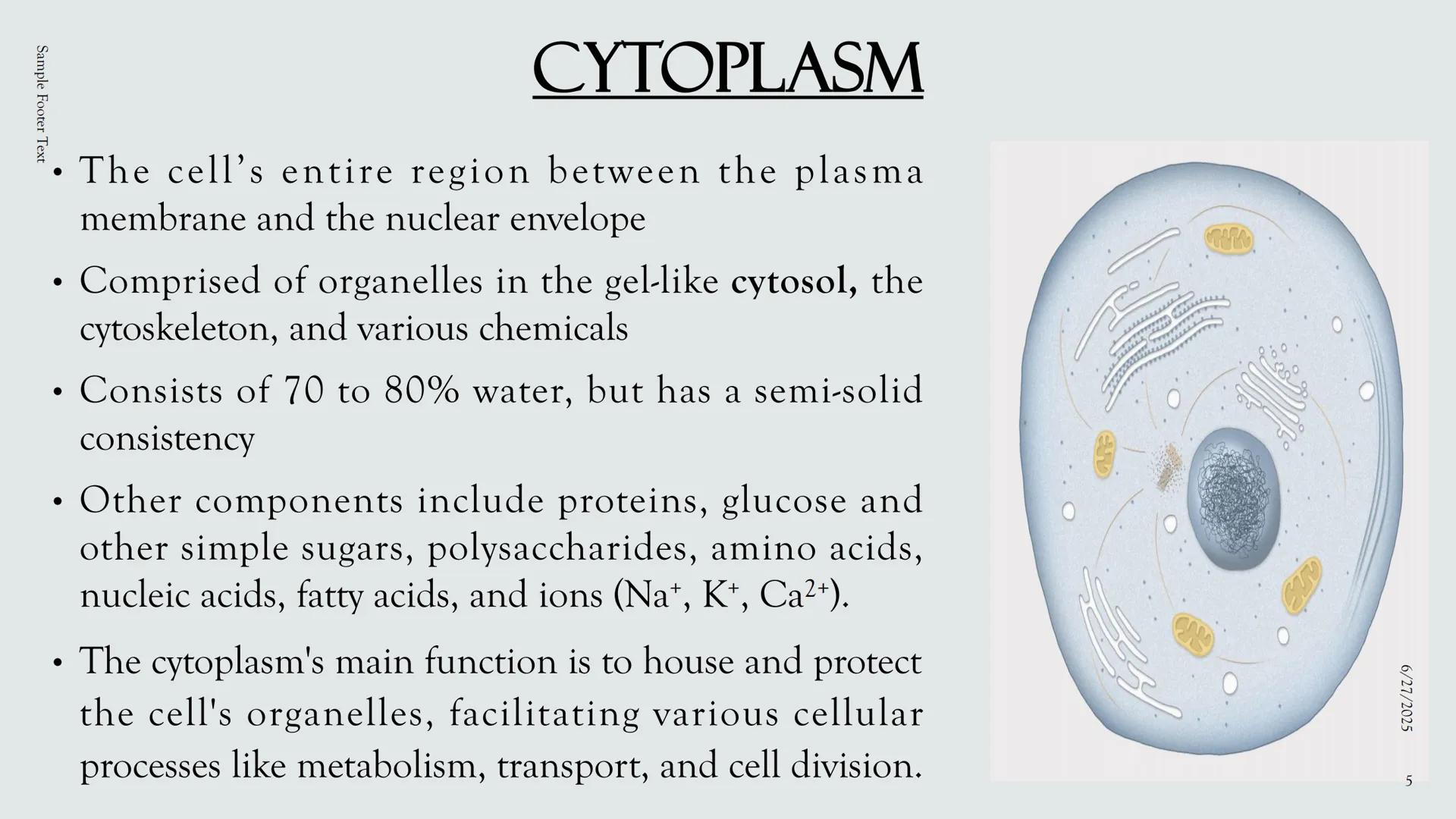 # PLANT AND ANIMAL
CELLS OBJECTIVES
• Describe the structure and function of a plant cell
• Describe the structure of an animal cell
• Comp