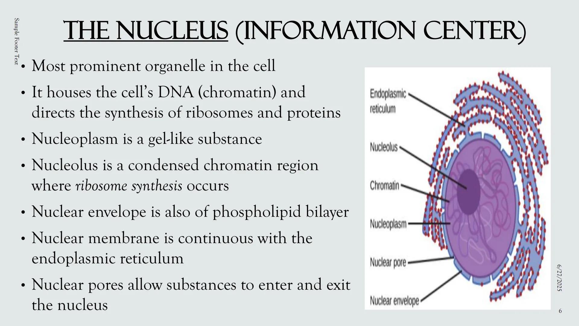 # PLANT AND ANIMAL
CELLS OBJECTIVES
• Describe the structure and function of a plant cell
• Describe the structure of an animal cell
• Comp