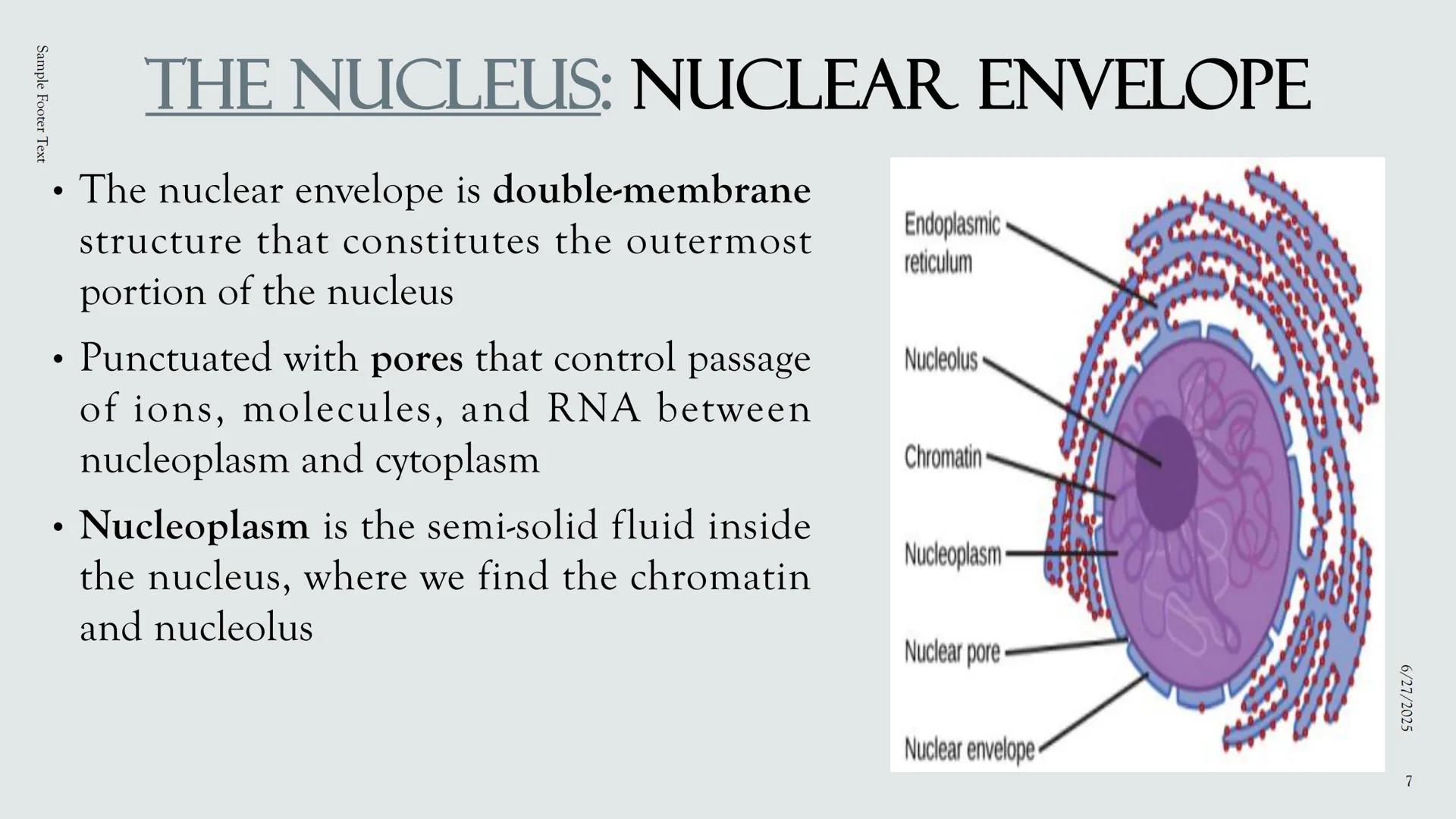 # PLANT AND ANIMAL
CELLS OBJECTIVES
• Describe the structure and function of a plant cell
• Describe the structure of an animal cell
• Comp