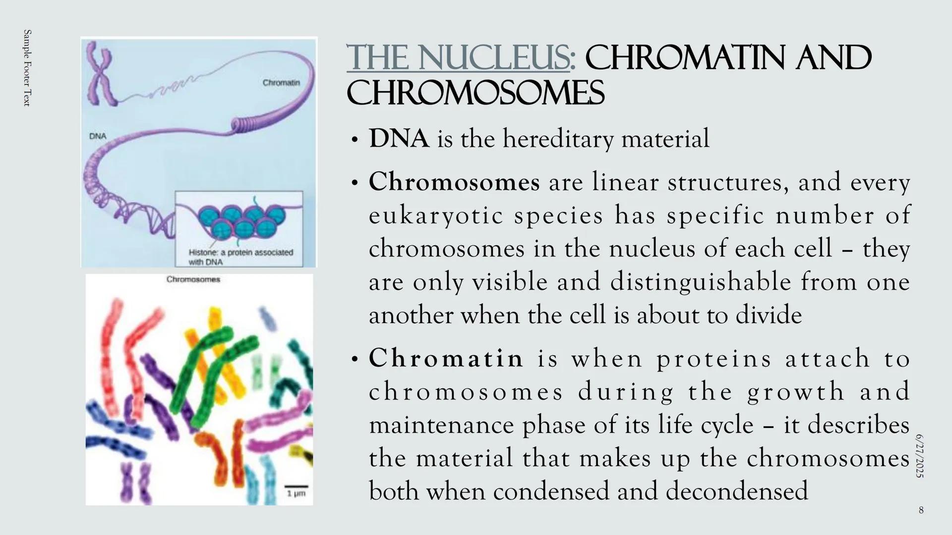# PLANT AND ANIMAL
CELLS OBJECTIVES
• Describe the structure and function of a plant cell
• Describe the structure of an animal cell
• Comp