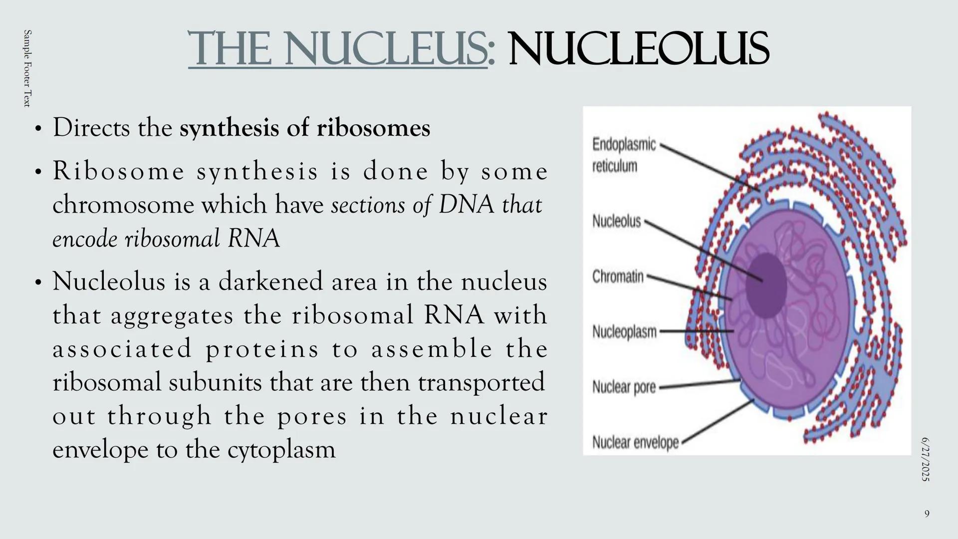 # PLANT AND ANIMAL
CELLS OBJECTIVES
• Describe the structure and function of a plant cell
• Describe the structure of an animal cell
• Comp