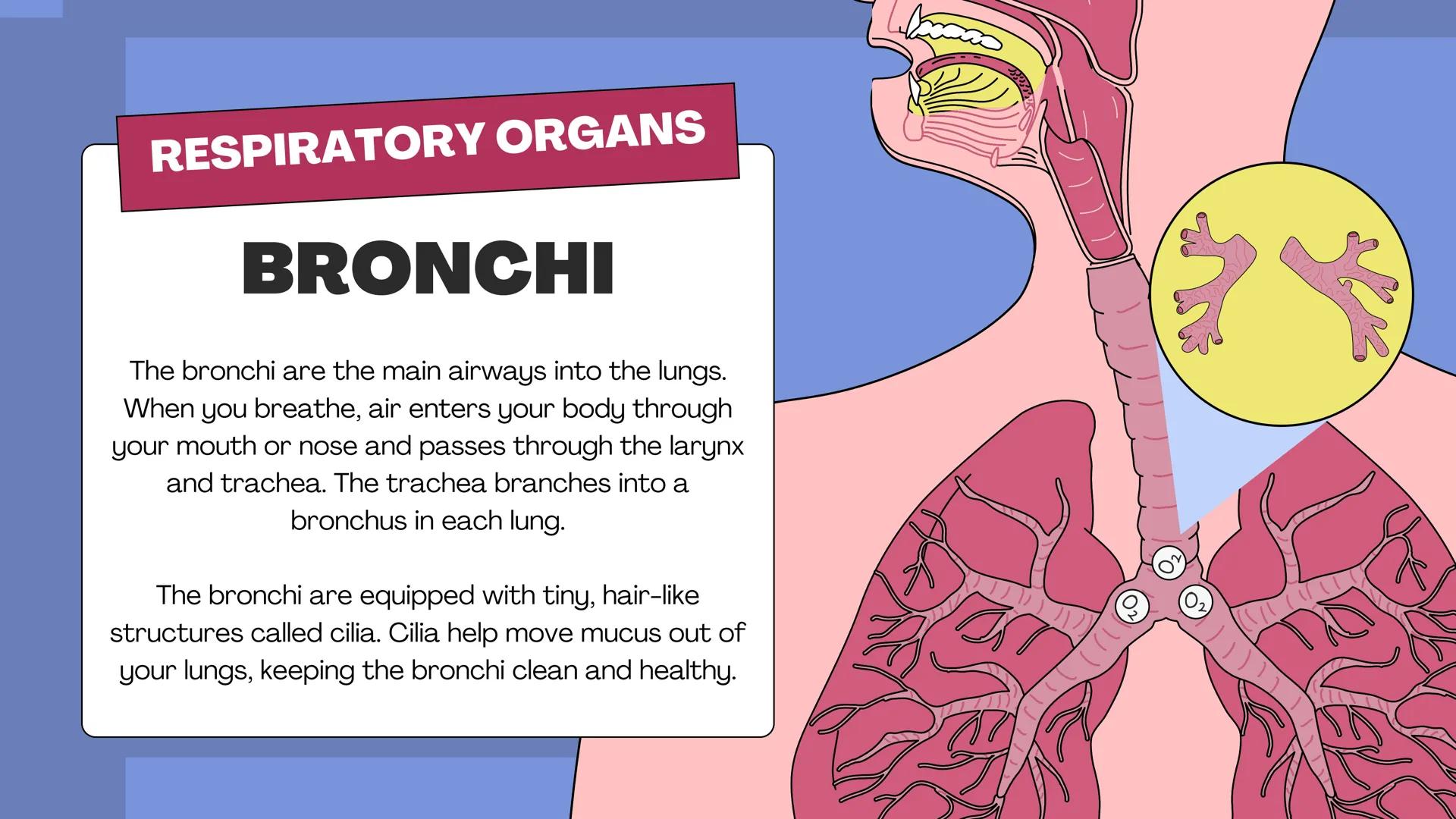 # THE BODY SYSTEMS
# THE HUMAN
# RESPIRATORY
# SYSTEM LET'S IMAGINE
Imagine you're a tiny oxygen molecule
taking a thrilling journey throug