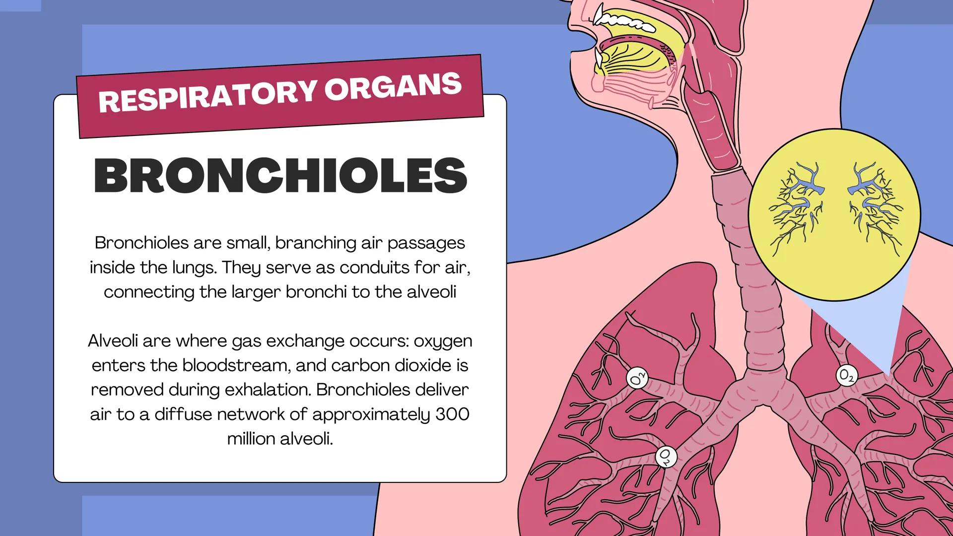 # THE BODY SYSTEMS
# THE HUMAN
# RESPIRATORY
# SYSTEM LET'S IMAGINE
Imagine you're a tiny oxygen molecule
taking a thrilling journey throug