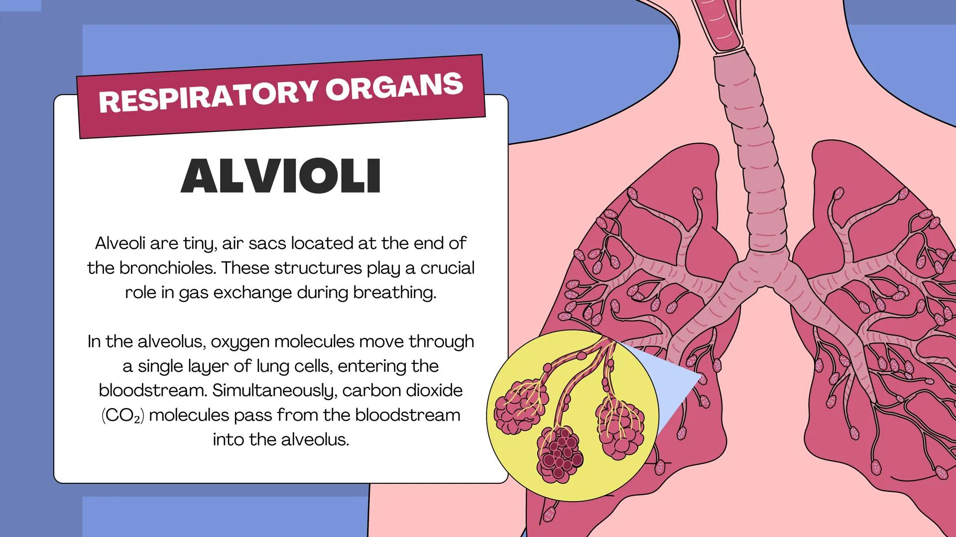 # THE BODY SYSTEMS
# THE HUMAN
# RESPIRATORY
# SYSTEM LET'S IMAGINE
Imagine you're a tiny oxygen molecule
taking a thrilling journey throug