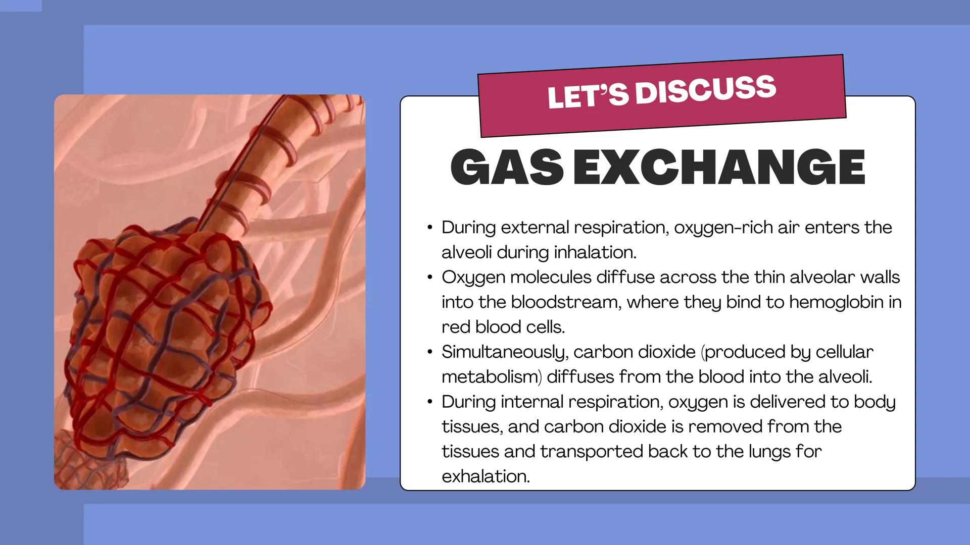 # THE BODY SYSTEMS
# THE HUMAN
# RESPIRATORY
# SYSTEM LET'S IMAGINE
Imagine you're a tiny oxygen molecule
taking a thrilling journey throug